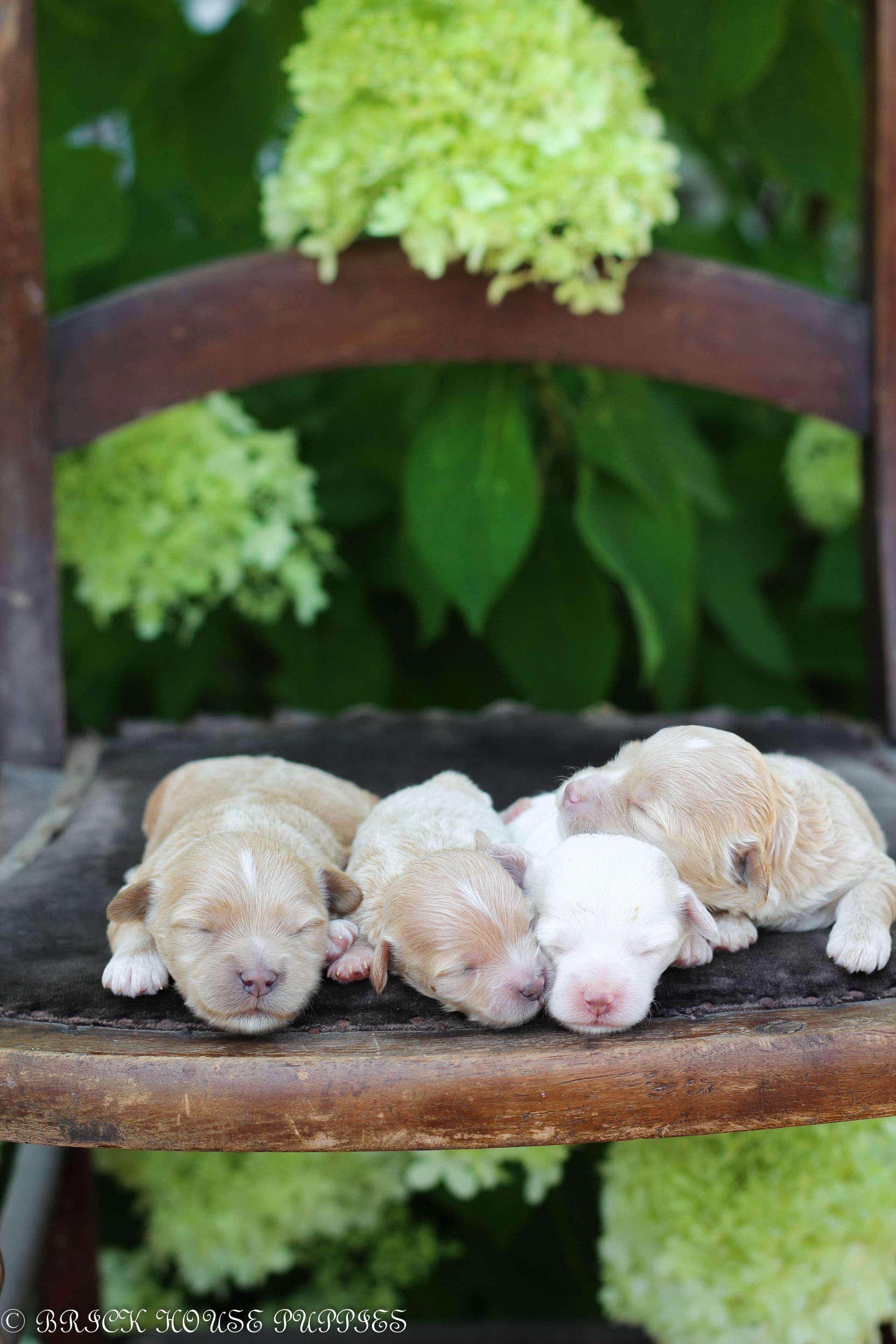 maltipoo puppies for sale, maltipoo puppies, maltese poodle, maltipoo, teddybear puppies for sale, teddybear puppies, puppies for sale, maltipoo breeder, multipoo puppies, multipooh, breeder of ,maltipoo puppies