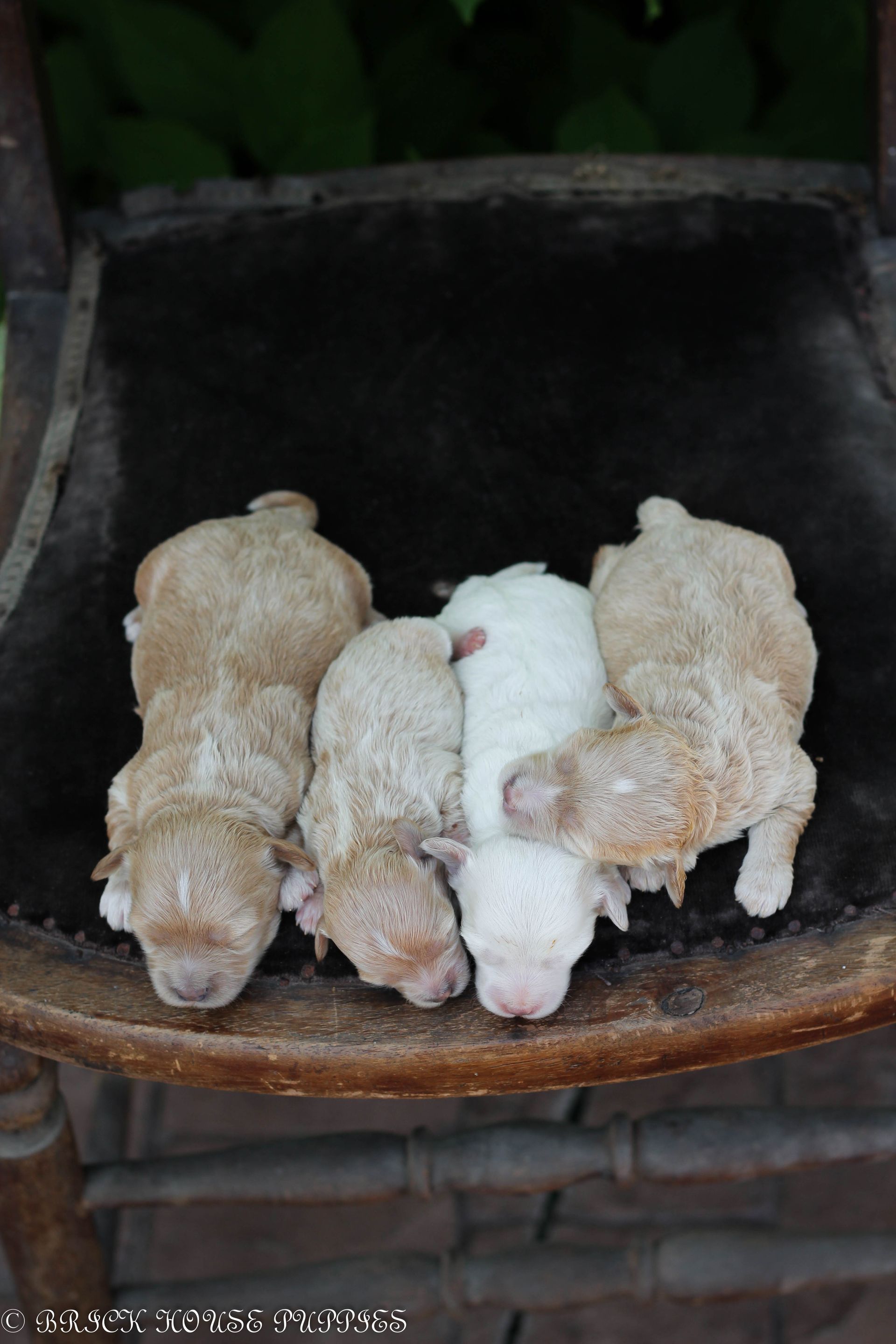 maltipoo puppies for sale, maltipoo puppies, maltese poodle, maltipoo, teddybear puppies for sale, teddybear puppies, puppies for sale, maltipoo breeder, multipoo puppies, multipooh, breeder of ,maltipoo puppies
