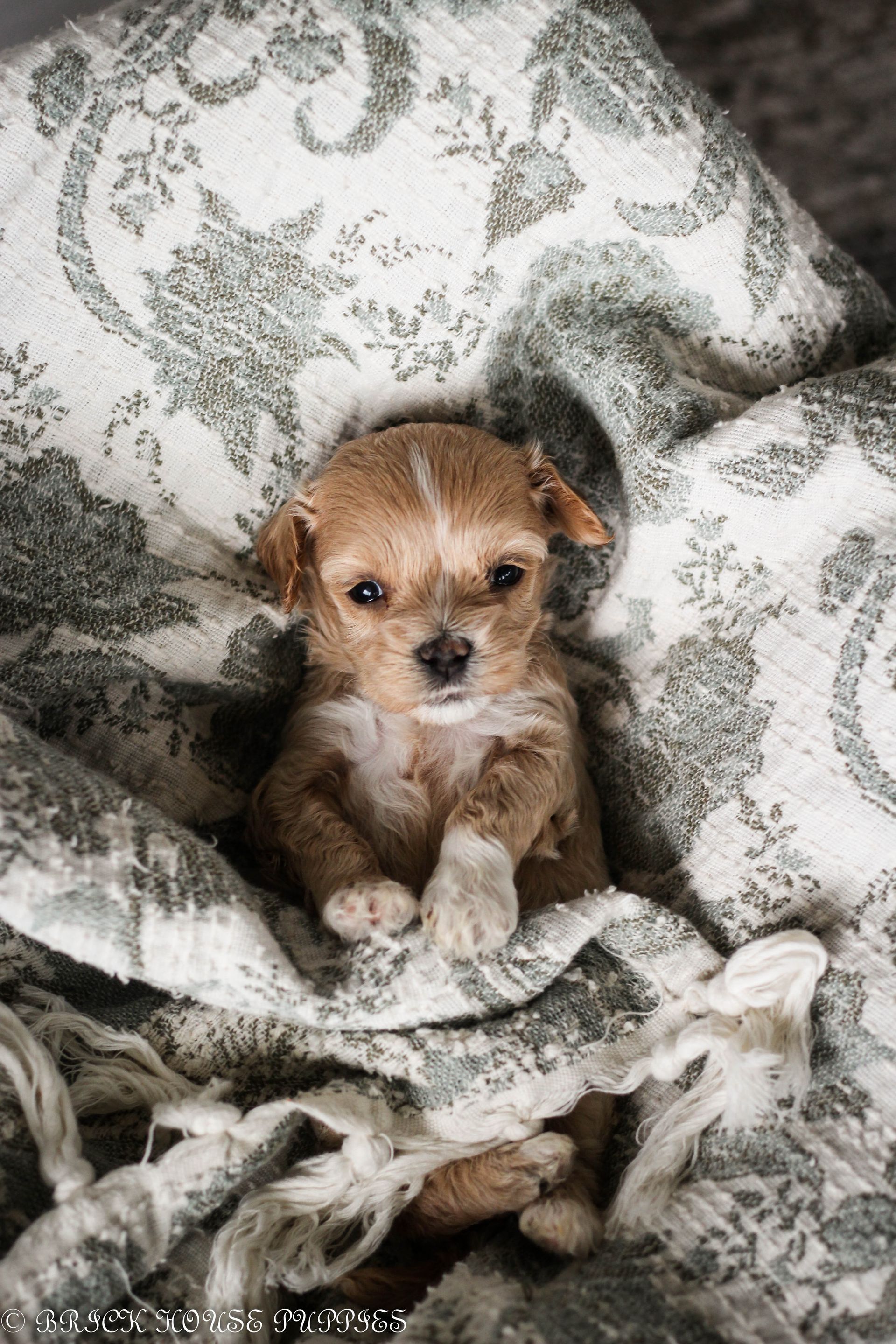 maltipoo puppies for sale, maltipoo puppies, maltese poodle, maltipoo, teddybear puppies for sale, teddybear puppies, puppies for sale, maltipoo breeder, multipoo puppies, multipooh, breeder of ,maltipoo puppies