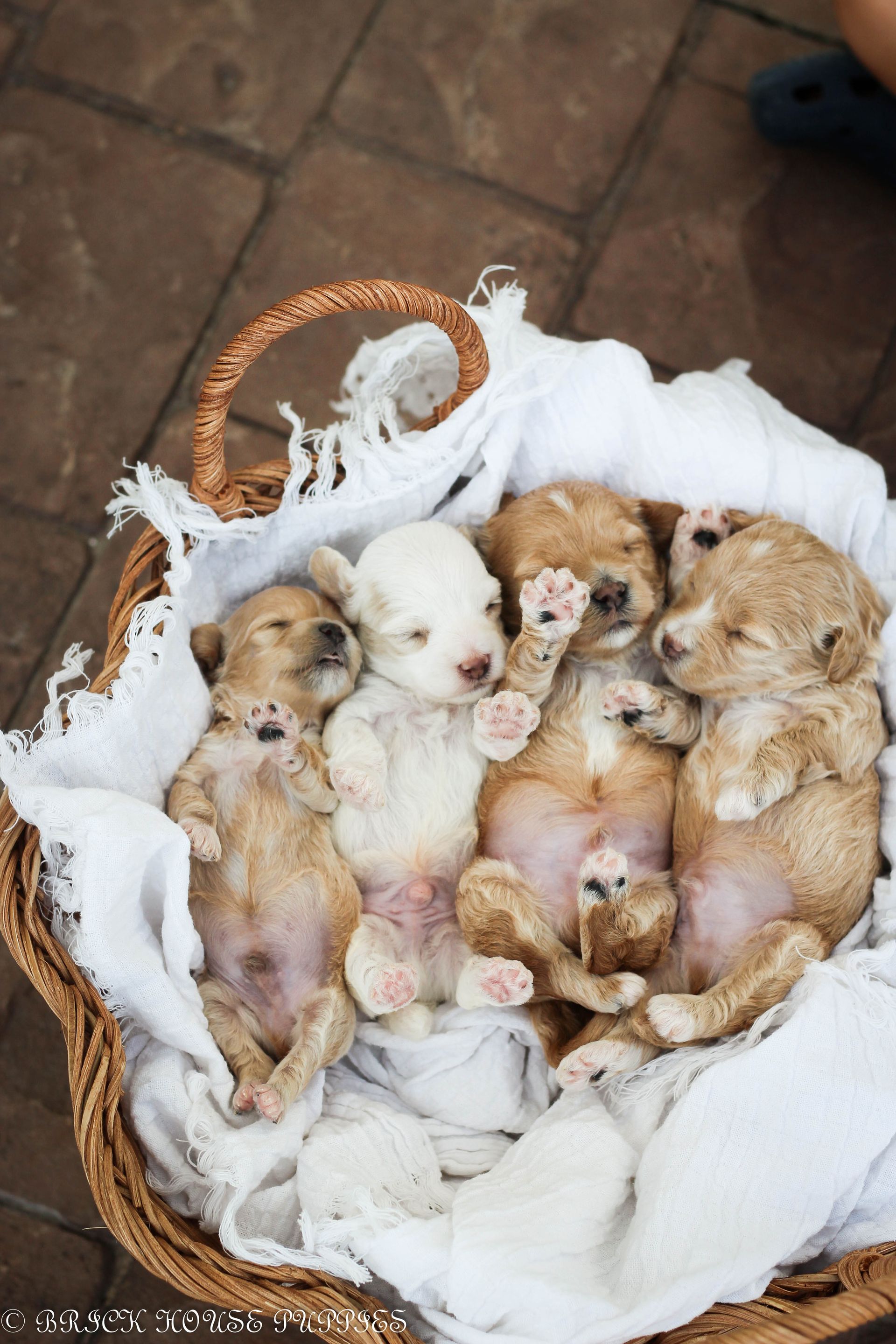 maltipoo puppies for sale, maltipoo puppies, maltese poodle, maltipoo, teddybear puppies for sale, teddybear puppies, puppies for sale, maltipoo breeder, multipoo puppies, multipooh, breeder of ,maltipoo puppies