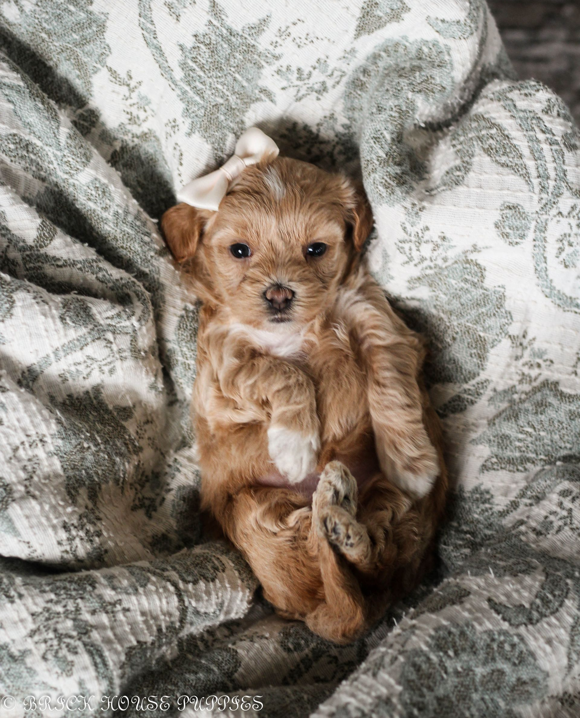 maltipoo puppies for sale, maltipoo puppies, maltese poodle, maltipoo, teddybear puppies for sale, teddybear puppies, puppies for sale, maltipoo breeder, multipoo puppies, multipooh, breeder of ,maltipoo puppies