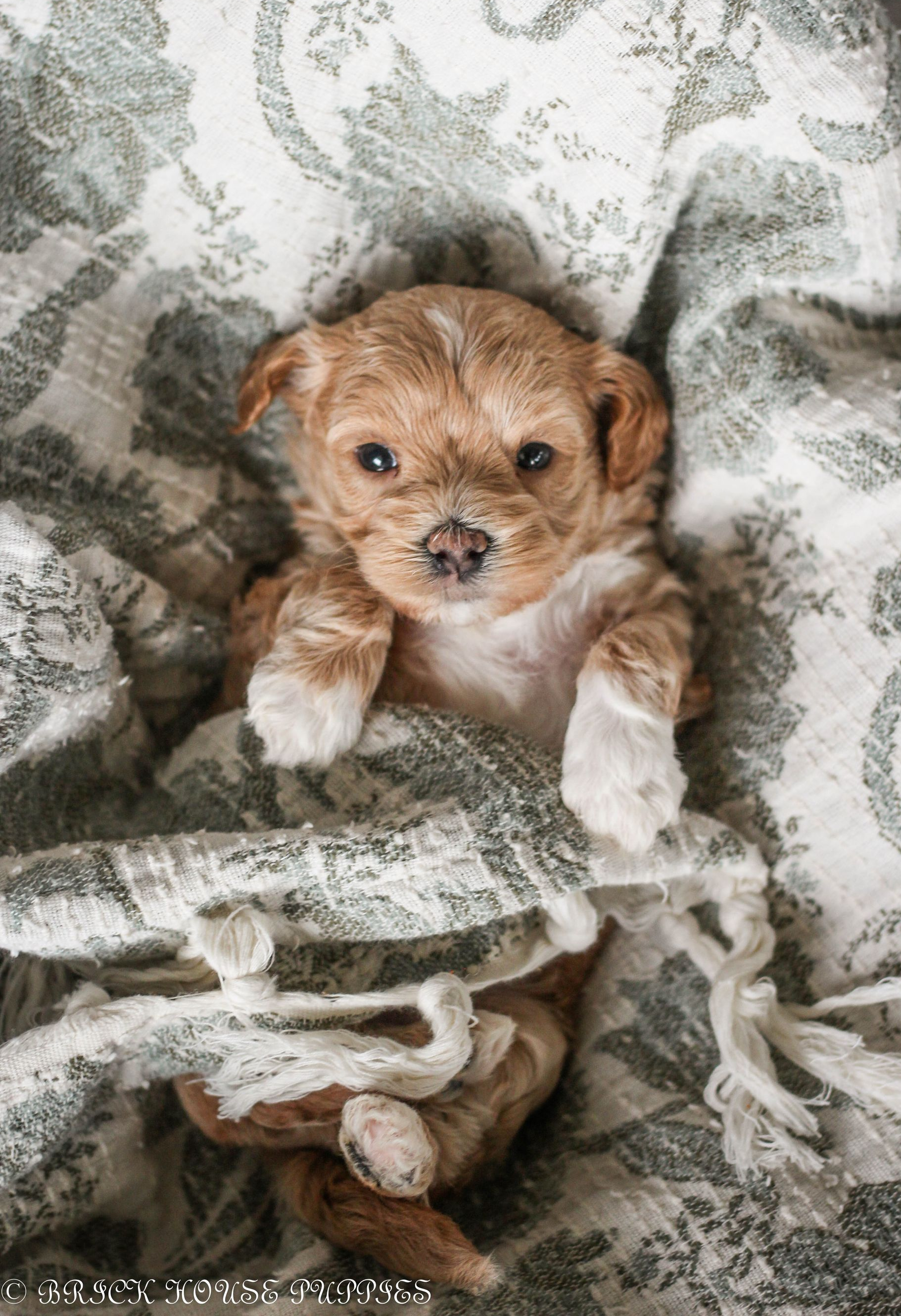 maltipoo puppies for sale, maltipoo puppies, maltese poodle, maltipoo, teddybear puppies for sale, teddybear puppies, puppies for sale, maltipoo breeder, multipoo puppies, multipooh, breeder of ,maltipoo puppies