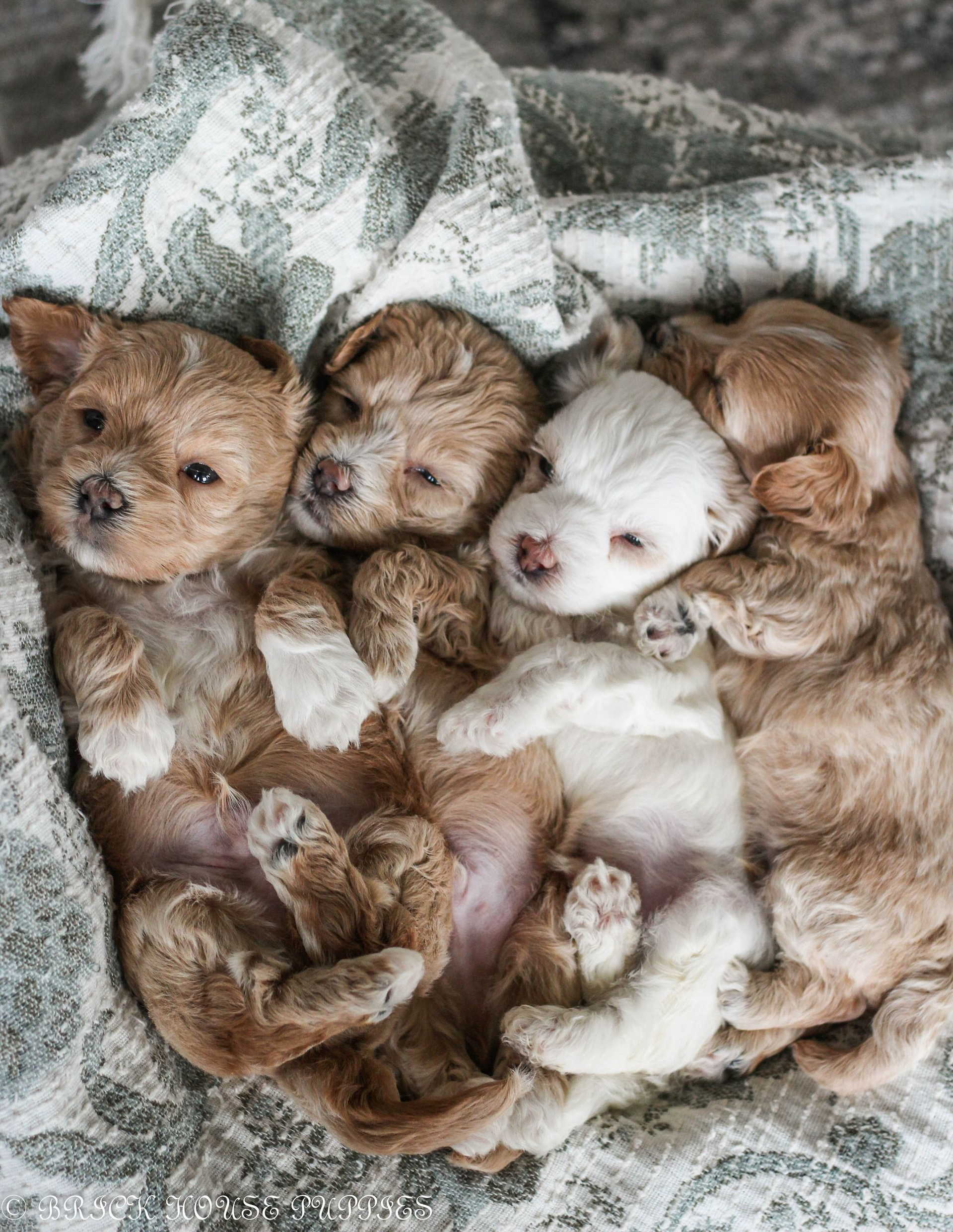 maltipoo puppies for sale, maltipoo puppies, maltese poodle, maltipoo, teddybear puppies for sale, teddybear puppies, puppies for sale, maltipoo breeder, multipoo puppies, multipooh, breeder of ,maltipoo puppies