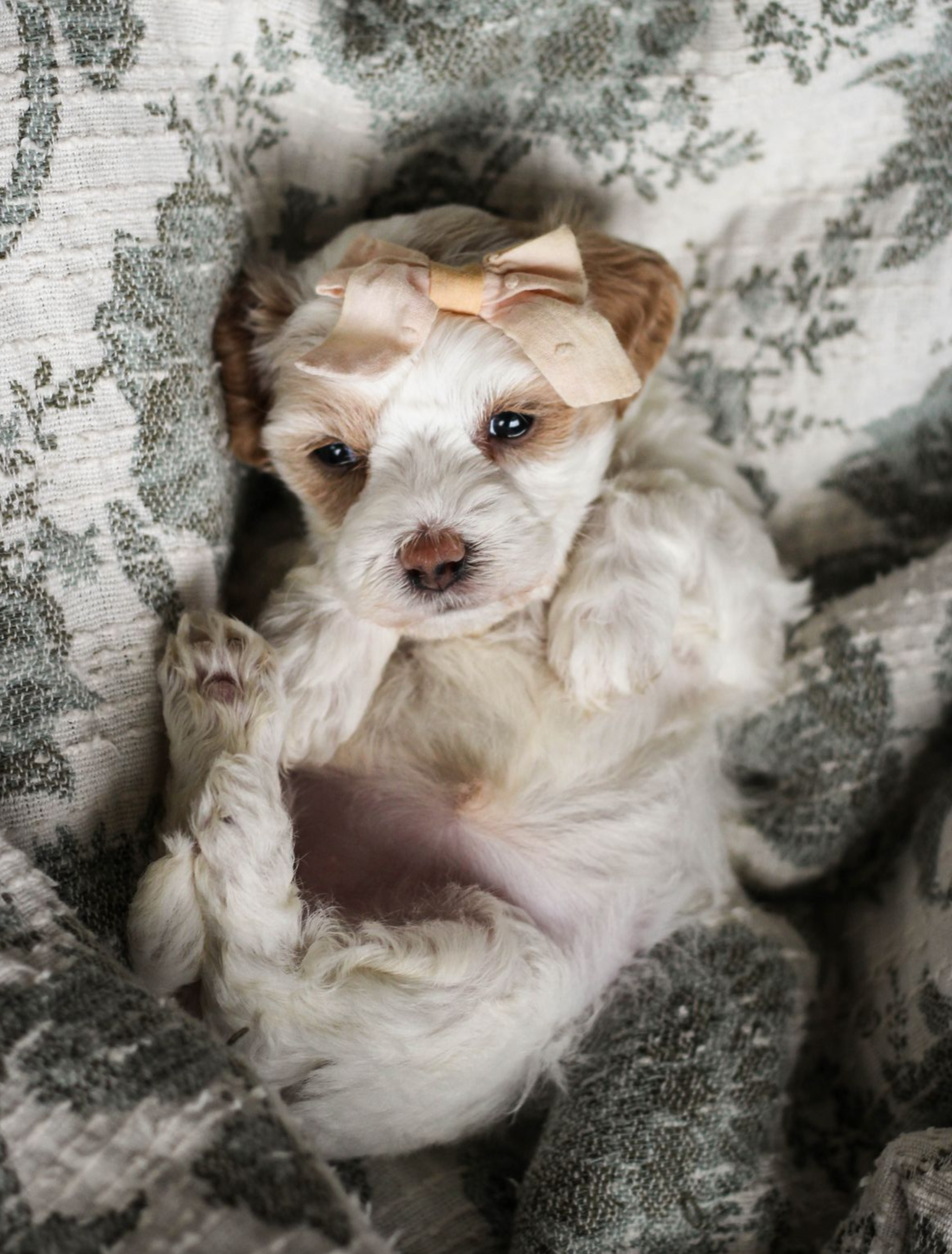 maltipoo puppies for sale, maltipoo puppies, maltese poodle, maltipoo, teddybear puppies for sale, teddybear puppies, puppies for sale, maltipoo breeder, multipoo puppies, multipooh, breeder of ,maltipoo puppies