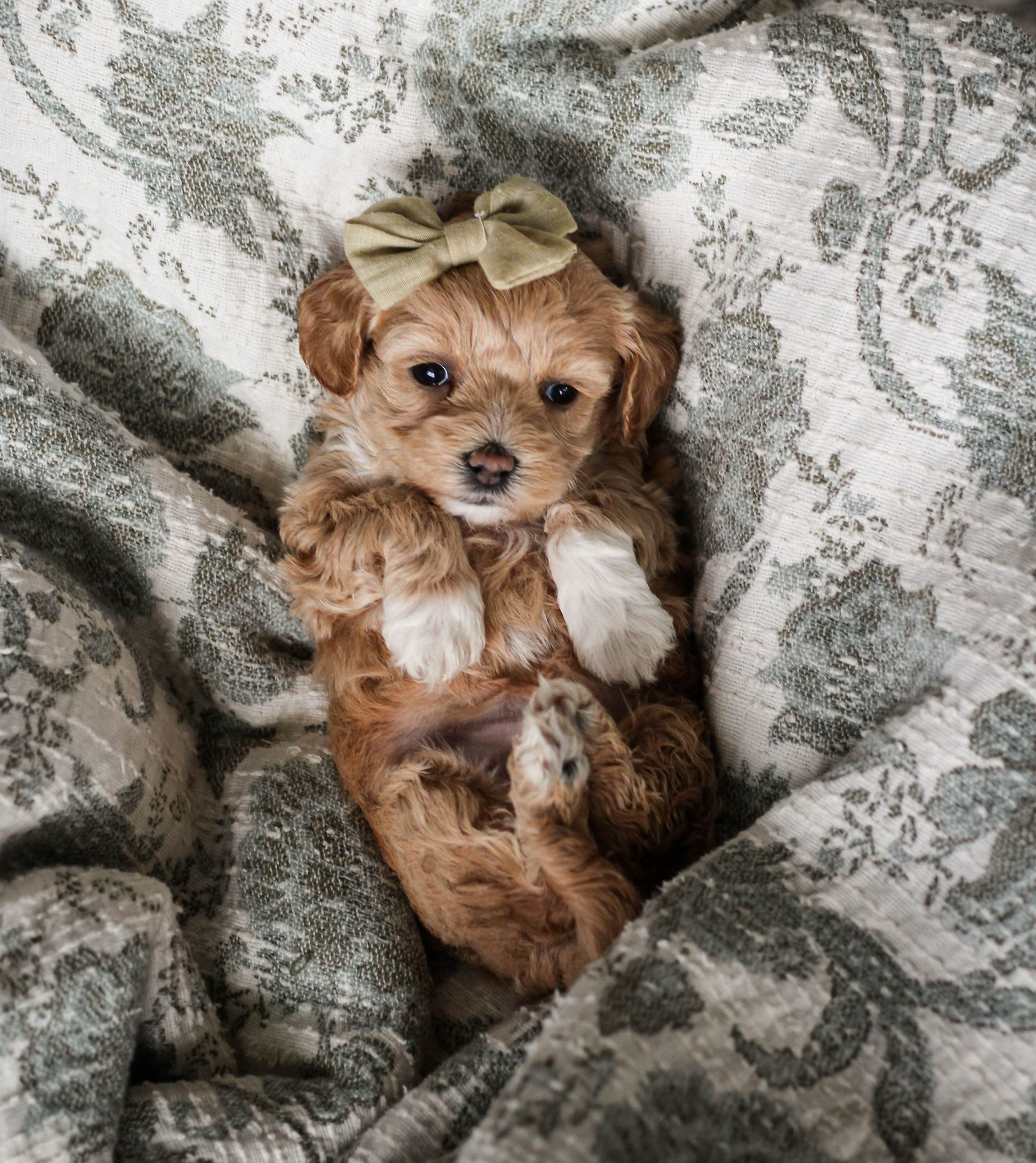 maltipoo puppies for sale, maltipoo puppies, maltese poodle, maltipoo, teddybear puppies for sale, teddybear puppies, puppies for sale, maltipoo breeder, multipoo puppies, multipooh, breeder of ,maltipoo puppies