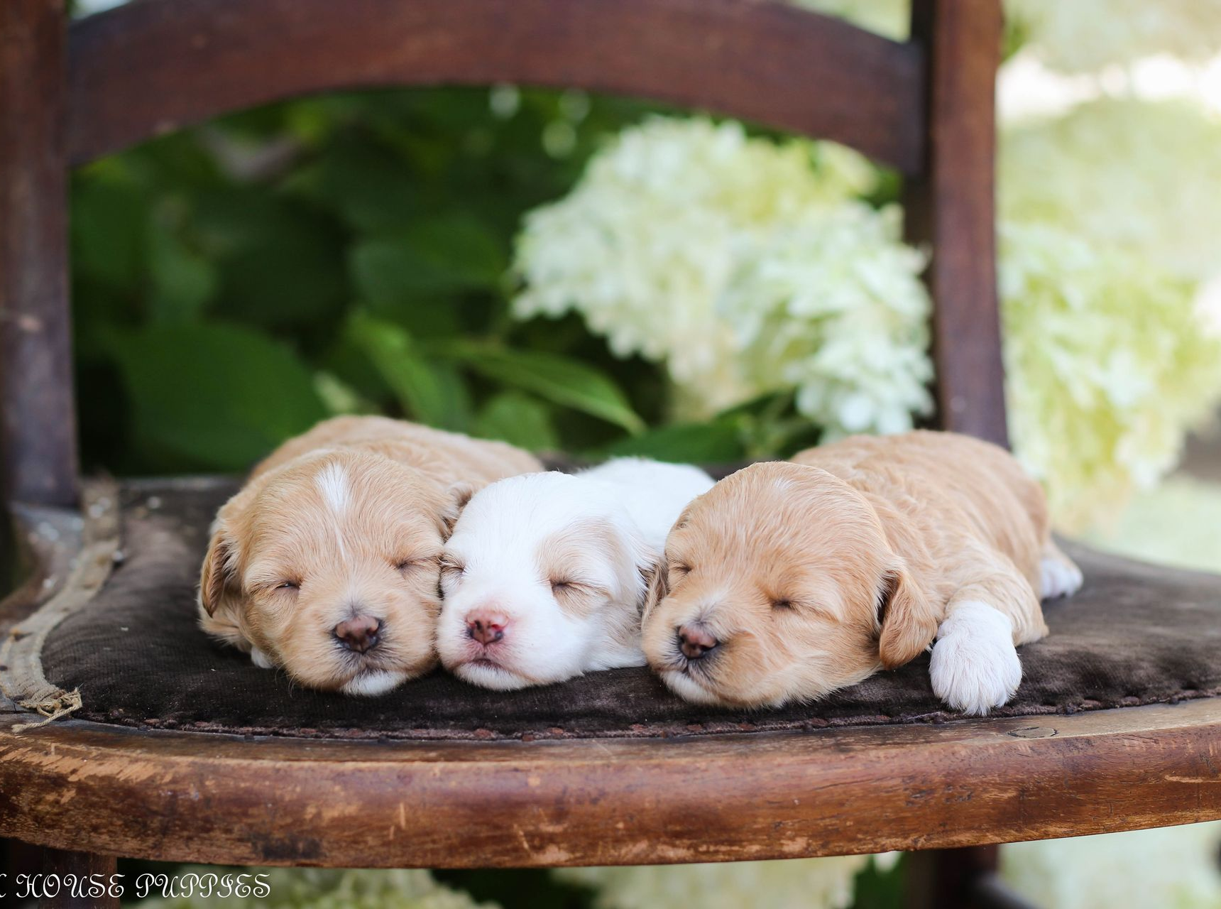 maltipoo puppies for sale, maltipoo puppies, maltese poodle, maltipoo, teddybear puppies for sale, teddybear puppies, puppies for sale, maltipoo breeder, multipoo puppies, multipooh, breeder of ,maltipoo puppies