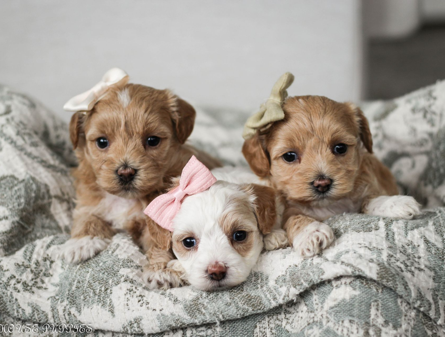 maltipoo puppies for sale, maltipoo puppies, maltese poodle, maltipoo, teddybear puppies for sale, teddybear puppies, puppies for sale, maltipoo breeder, multipoo puppies, multipooh, breeder of ,maltipoo puppies