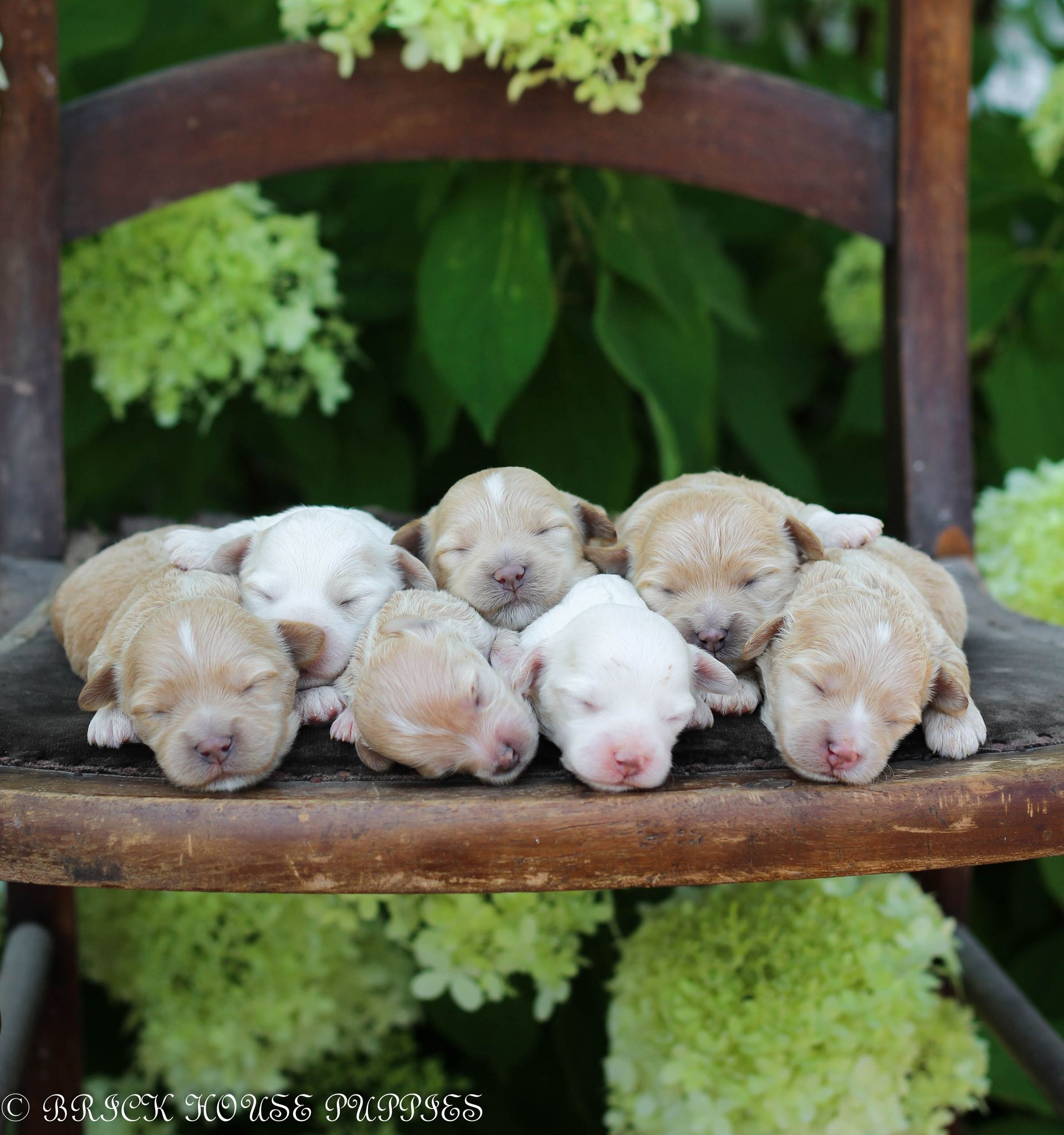 maltipoo puppies for sale, maltipoo puppies, maltese poodle, maltipoo, teddybear puppies for sale, teddybear puppies, puppies for sale, maltipoo breeder, multipoo puppies, multipooh, breeder of ,maltipoo puppies, 