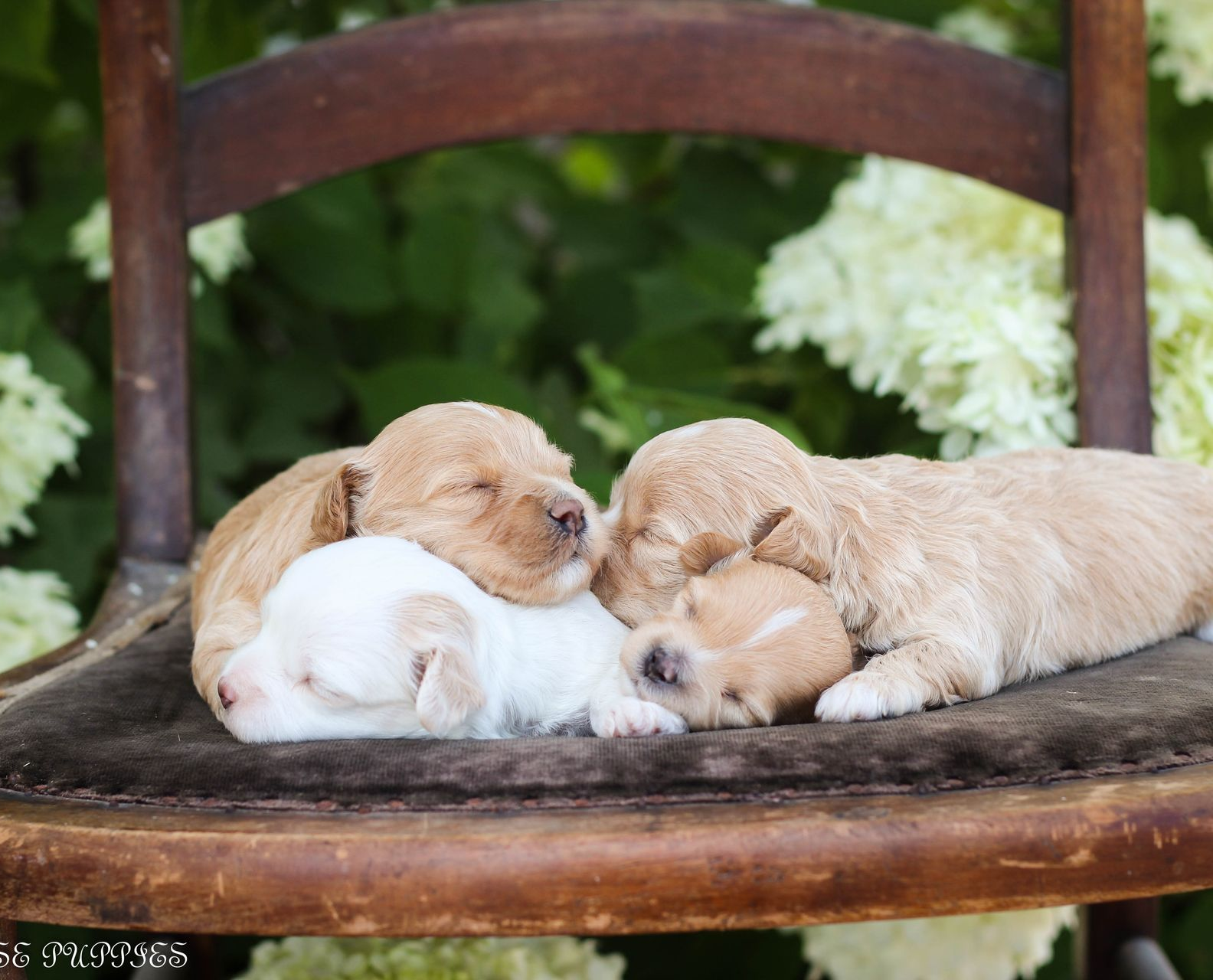 maltipoo puppies for sale, maltipoo puppies, maltese poodle, maltipoo, teddybear puppies for sale, teddybear puppies, puppies for sale, maltipoo breeder, multipoo puppies, multipooh, breeder of ,maltipoo puppies