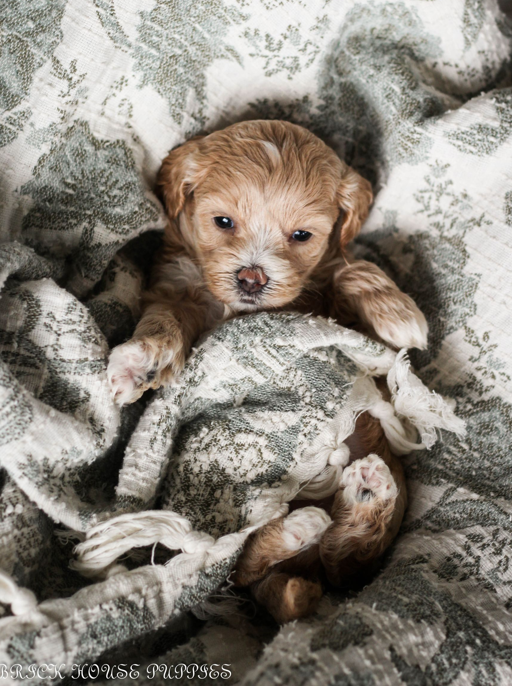 maltipoo puppies for sale, maltipoo puppies, maltese poodle, maltipoo, teddybear puppies for sale, teddybear puppies, puppies for sale, maltipoo breeder, multipoo puppies, multipooh, breeder of ,maltipoo puppies