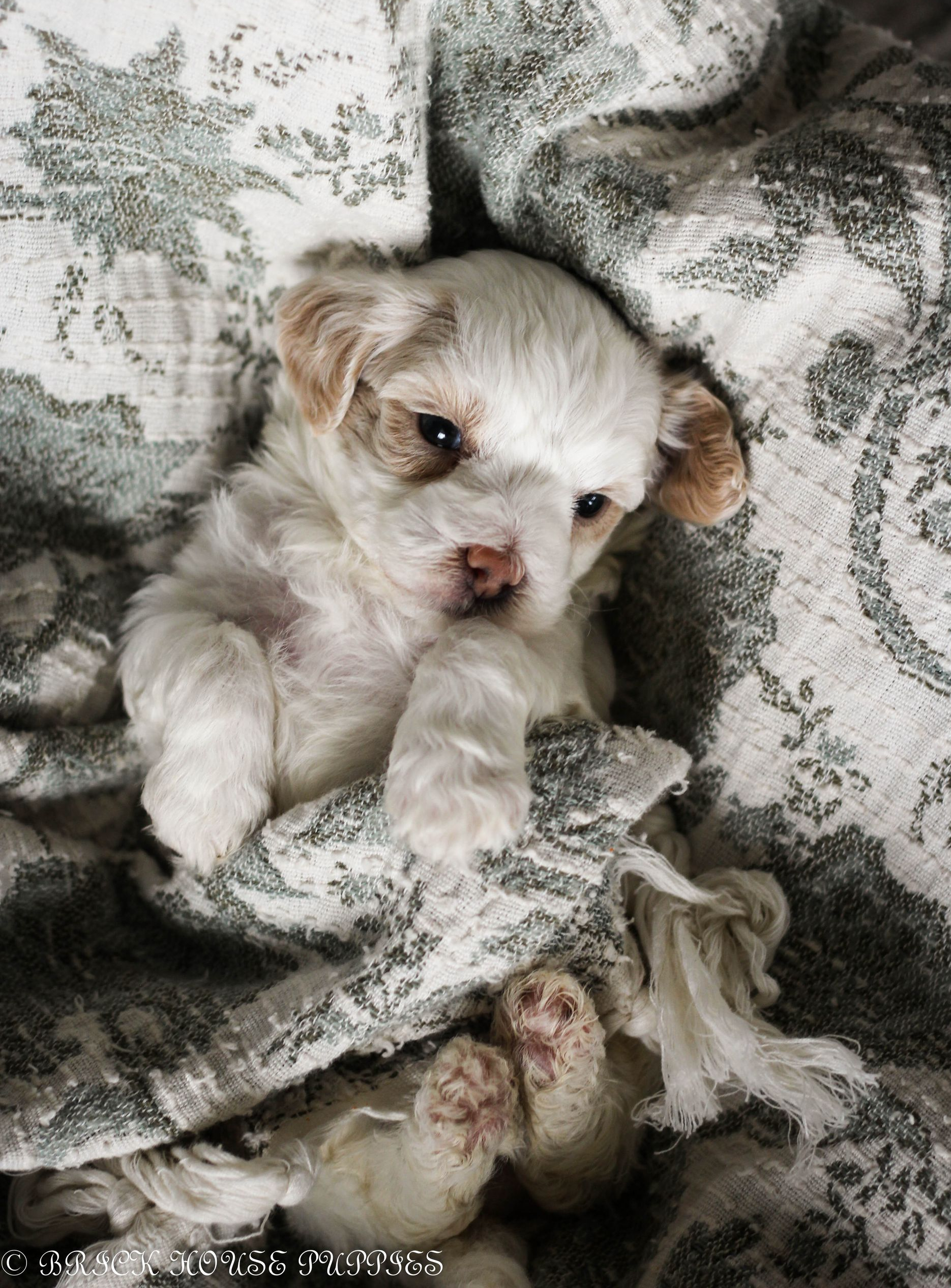 maltipoo puppies for sale, maltipoo puppies, maltese poodle, maltipoo, teddybear puppies for sale, teddybear puppies, puppies for sale, maltipoo breeder, multipoo puppies, multipooh, breeder of ,maltipoo puppies