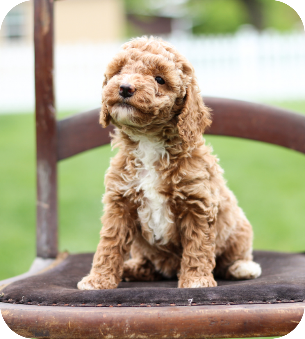 maltipoo puppies for sale, poochon puppies for sale, shihpoo puppies for sale, maltipoo breeder, poochon breeder, shihpoo 