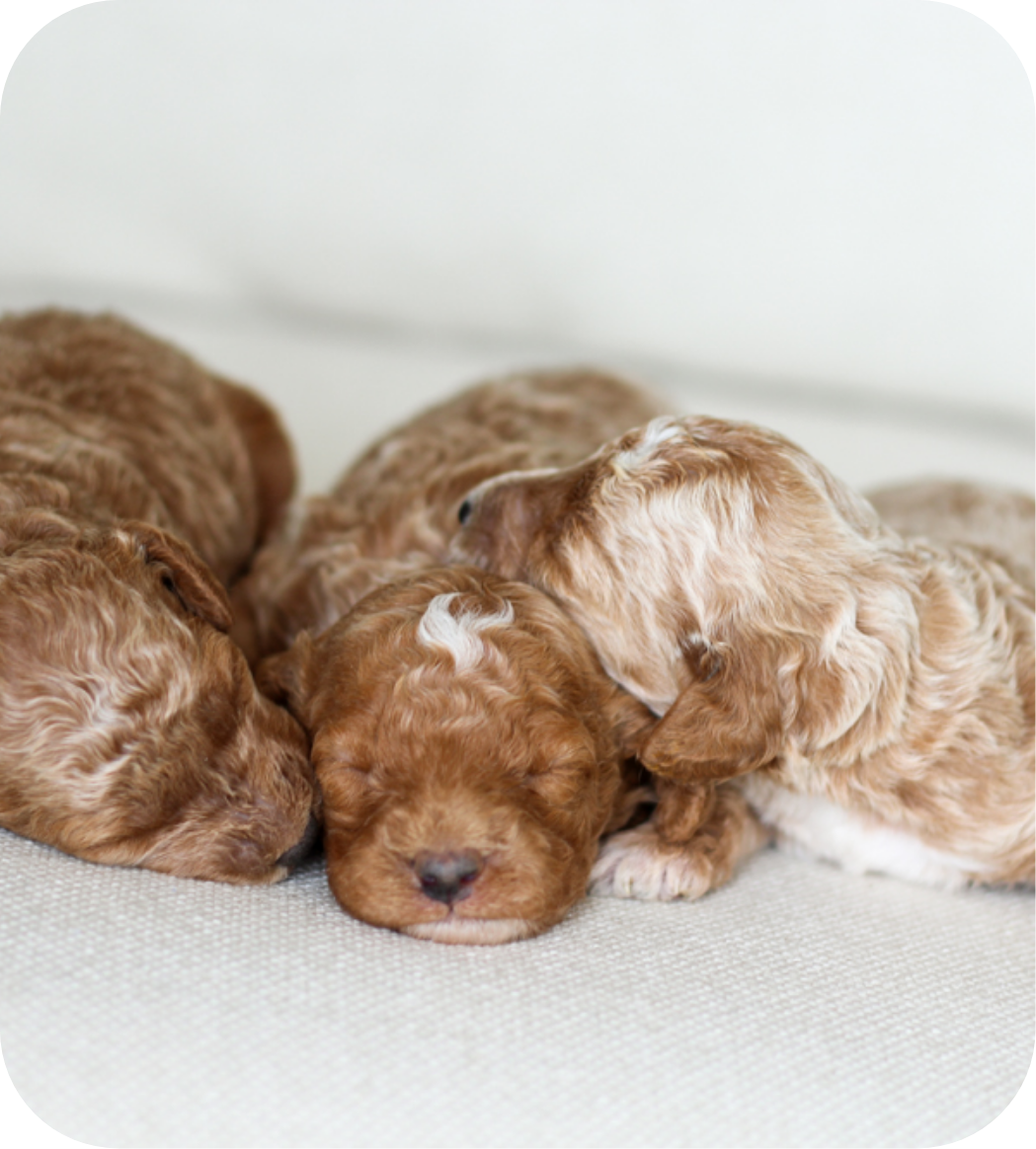 poodle puppies for sale, toy poodle puppies, mini poodle puppies for sale, toy poodle breeder, poodle breeder, parti poodle