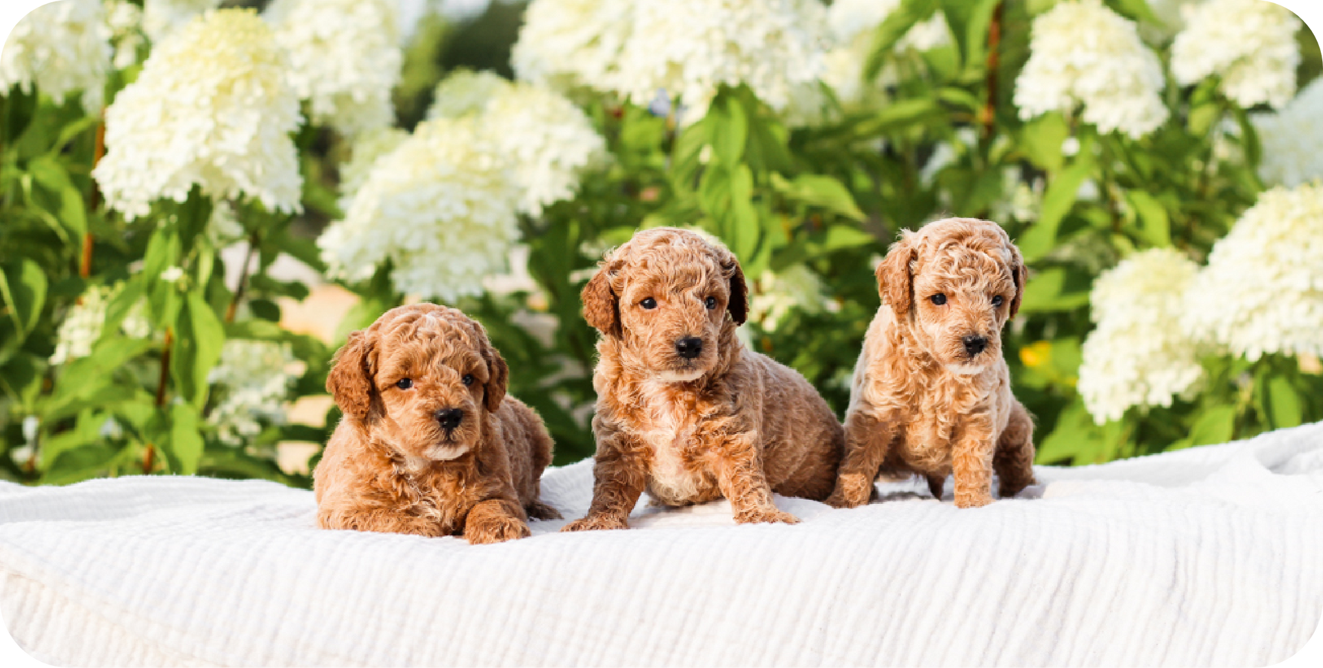 poodle puppies for sale, toy poodle puppies, mini poodle puppies for sale, toy poodle breeder, poodle breeder, parti poodle