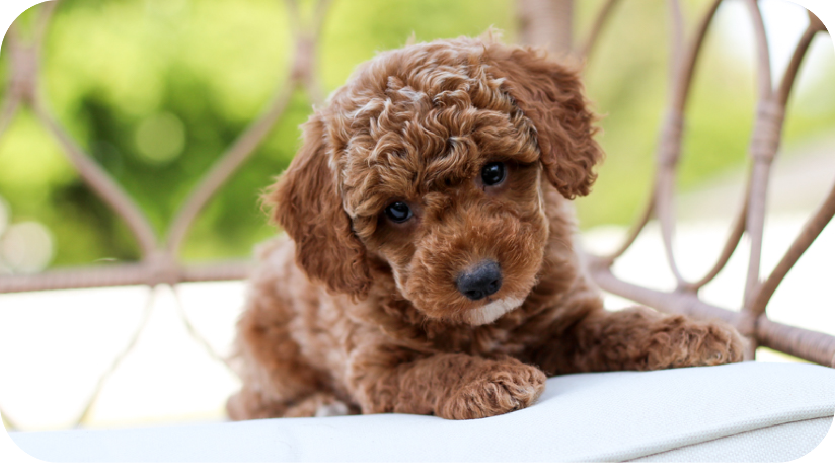 poodle puppies for sale, toy poodle puppies, mini poodle puppies for sale, toy poodle breeder, poodle breeder, parti poodle 