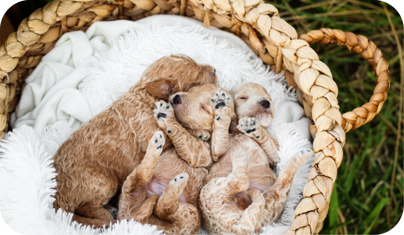 poodle puppies for sale, toy poodle puppies, mini poodle puppies for sale, toy poodle breeder, poodle breeder, parti poodle