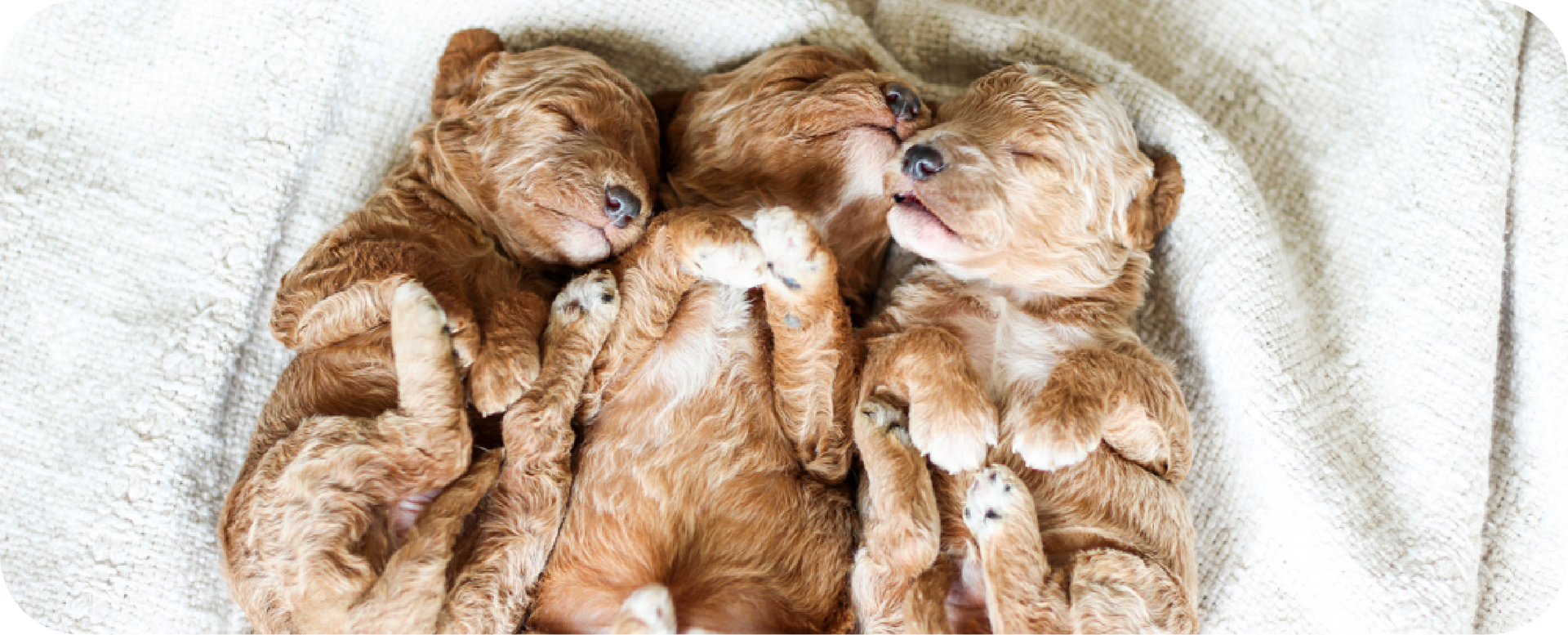 poodle puppies for sale, toy poodle puppies, mini poodle puppies for sale, toy poodle breeder, poodle breeder, parti poodle
