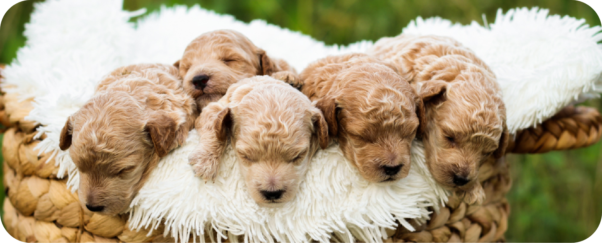 poodle puppies for sale, toy poodle puppies, mini poodle puppies for sale, toy poodle breeder, poodle breeder, parti poodle 