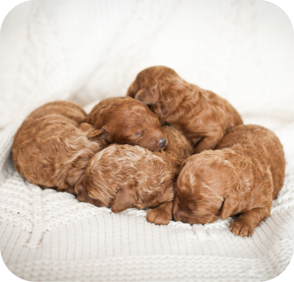 poodle puppies for sale, toy poodle puppies, mini poodle puppies for sale, toy poodle breeder, poodle breeder, parti poodle