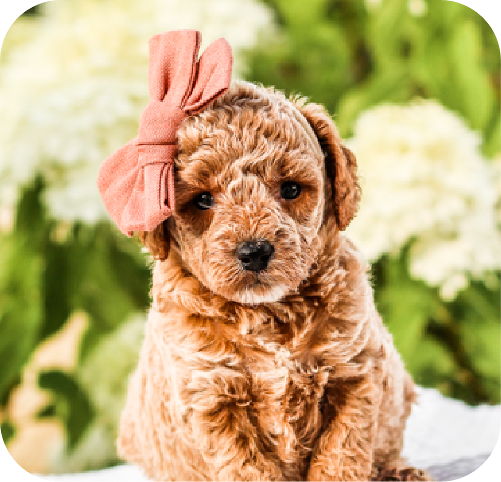 poodle puppies for sale, toy poodle puppies, mini poodle puppies for sale, toy poodle breeder, poodle breeder, parti poodle 