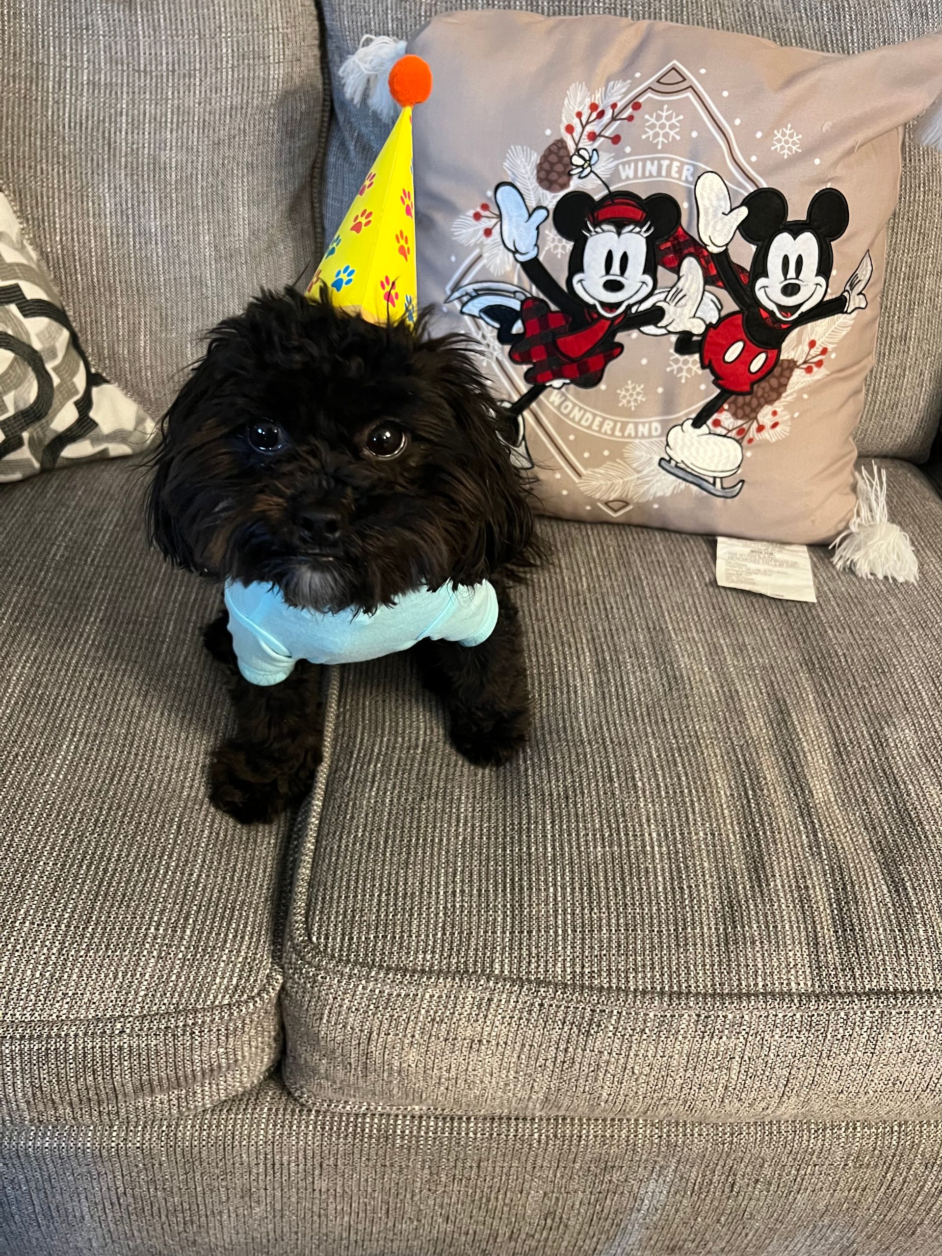 shihpoo puppies for sale, shihpoo puppies, shihpoo breeder, shihpoo puppy. shihtzu poodle mix, poodle shihtzu, shihpoo, shih poo, shih poo puppies for sale, puppies for sale, shihpoo puppies for sale near me, teddy bear puppies for sale, teddybear puppies for sale, teddybear puppies, teddybear puppy, teddybear puppy breeder, designer puppies for sale, small puppies for sale, hypoallergenic puppies, nonshedding puppies, healthy puppies