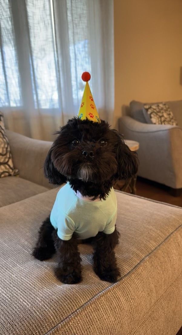 shihpoo puppies for sale, shihpoo puppies, shihpoo breeder, shihpoo puppy. shihtzu poodle mix, poodle shihtzu, shihpoo, shih poo, shih poo puppies for sale, puppies for sale, shihpoo puppies for sale near me, teddy bear puppies for sale, teddybear puppies for sale, teddybear puppies, teddybear puppy, teddybear puppy breeder, designer puppies for sale, small puppies for sale, hypoallergenic puppies, nonshedding puppies, healthy puppies