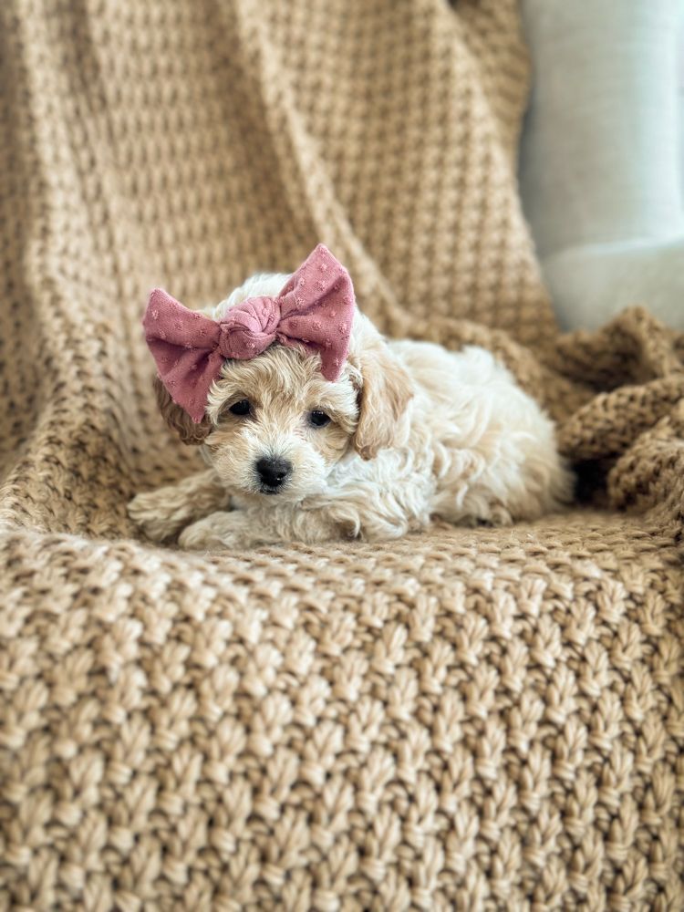 poochon puppies for sale, poochon puppies, poochon breeder, bichpoo puppies for sale, bichpoo breeder, bichon poodle puppies for sale, bichon poodle puppies, bichon poodle puppy, bichonpoo puppies for sale, bichon poodle breeder, teddybear puppies for sale, teddybear puppies, teddybear puppy breeder