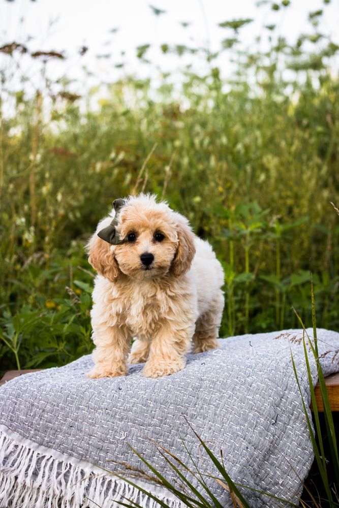 Poochon puppies for sale, shihpoo puppies for sale, maltipoo puppies for sale, teddybear puppies for sale, poochon breeder, maltipoo breeder, maltipoo, poochon, shihpoo, shihpoo  puppy, maltipoo puppy, poochon puppy, bichpoo puppies for sale, bichpoo breeder, puppies for sale, puppies, teddybear puppy 