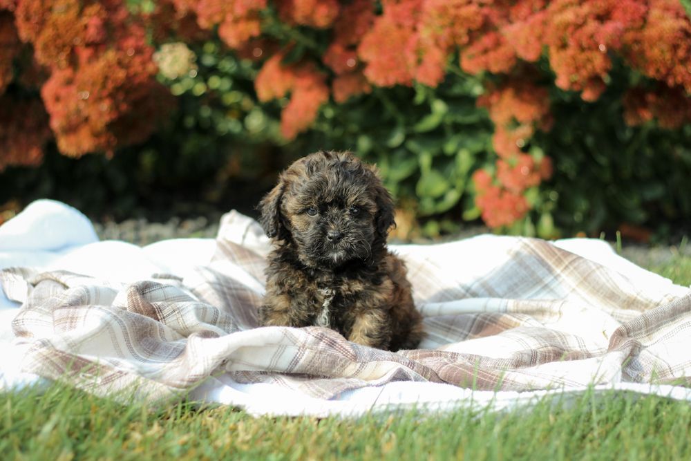shihpoo puppies for sale, shihpoo puppies, shihpoo breeder, shihpoo puppy. shihtzu poodle mix, poodle shihtzu, shihpoo, shih poo, shih poo puppies for sale, puppies for sale, shihpoo puppies for sale near me, teddy bear puppies for sale, teddybear puppies for sale, teddybear puppies, teddybear puppy, teddybear puppy breeder, designer puppies for sale, small puppies for sale, hypoallergenic puppies, nonshedding puppies, healthy puppies
