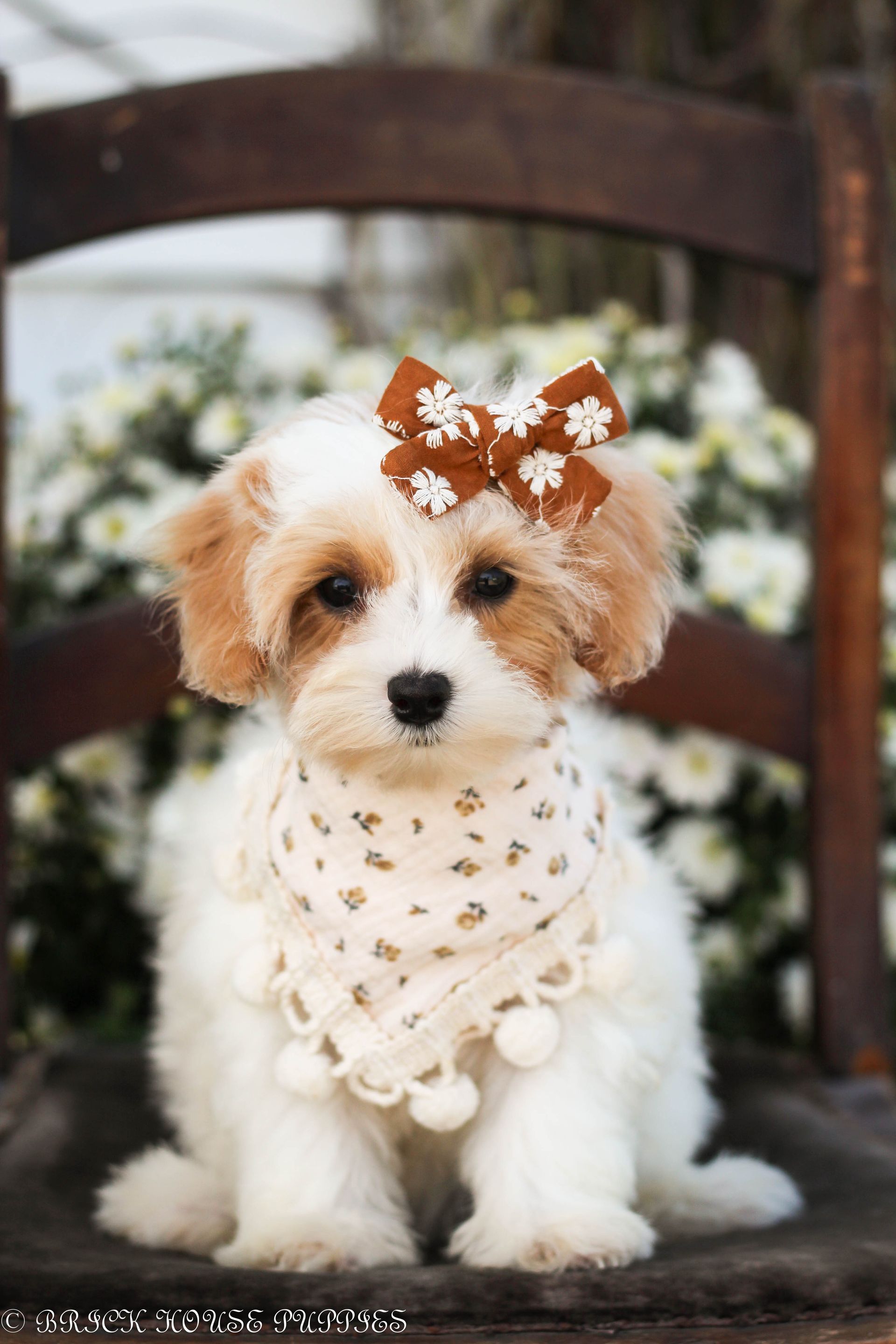 Maltipoo puppies for sale, maltipoo, maltipoo breeder, maltipoo puppies, maltipoo puppy breeder, multi poo puppies, multipoo puppies for sale, maltese poodle puppies, F1 hybrid maltipoo puppies for sale, teddy bear puppy breeder, puppies for sale, small puppy breeder, dog breeder, small dog breeder, brick house puppies, poodle, bichon, min poodle, toy poodle, bichon frise, poodle mix puppies for sale
