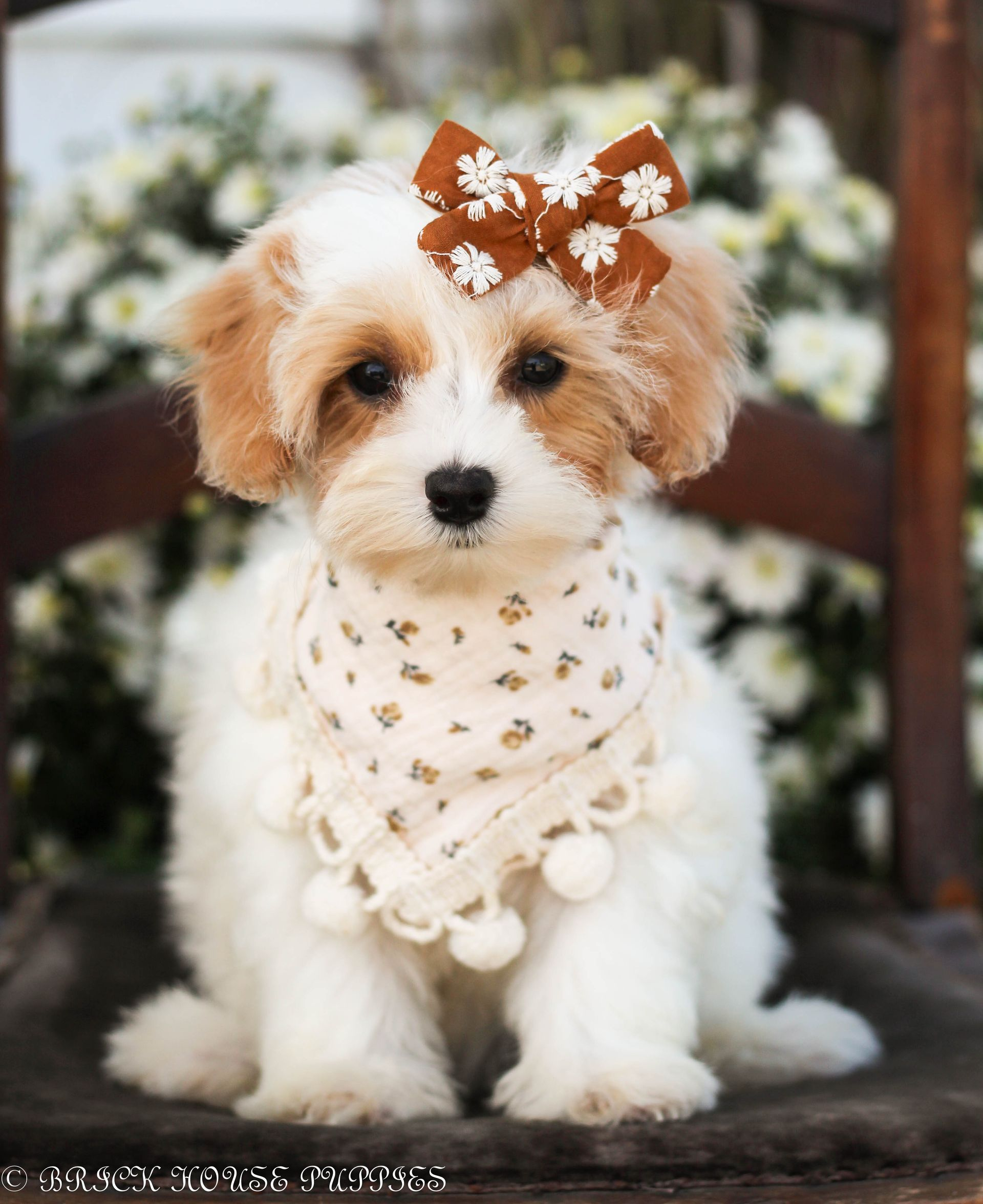 maltipoo puppies for sale, maltipoo puppies, maltese poodle, maltipoo, teddybear puppies for sale, teddybear puppies, puppies for sale, maltipoo breeder, multipoo puppies, multipooh, breeder of ,maltipoo puppies