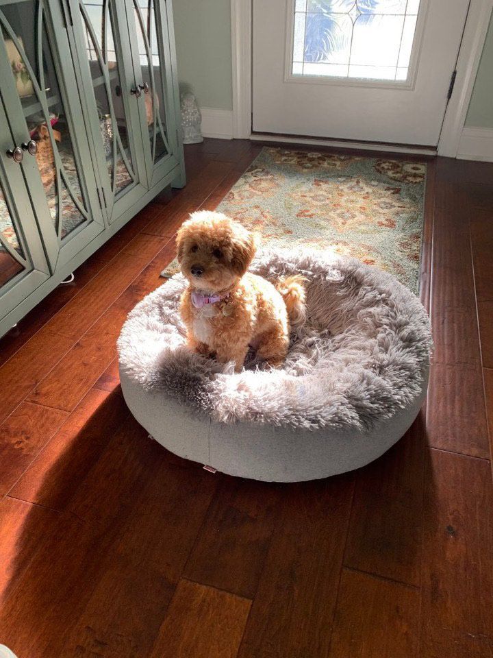 poochon puppy, poochon puppies for sale, poochon breeder, poochon, bichpoo puppies for sale, bichpoo puppy, teddybear puppies