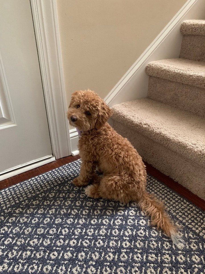 poochon puppy, poochon puppies for sale, poochon breeder, poochon, bichpoo puppies for sale, bichpoo puppy, teddybear puppies