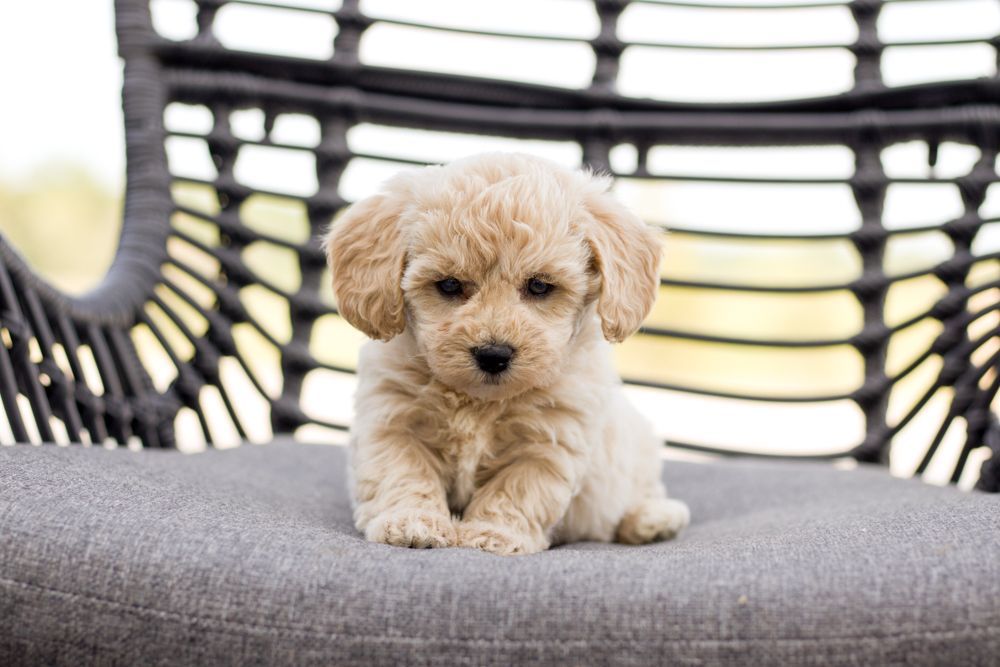 poochon puppies for sale, poochon puppies, poochon breeder, bichpoo puppies for sale, bichpoo breeder, bichon poodle puppies for sale, bichon poodle puppies, bichon poodle puppy, bichonpoo puppies for sale, bichon poodle breeder, teddybear puppies for sale, teddybear puppies, teddybear puppy breeder