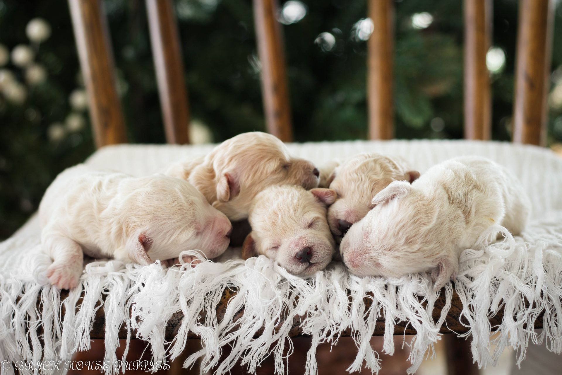 Poochon Puppies for sale, poochon puppies, bichpoo puppies, teddybear puppies for sale, teddybear puppies, teddybear puppy breeder, poochon breeder, puppies for sale