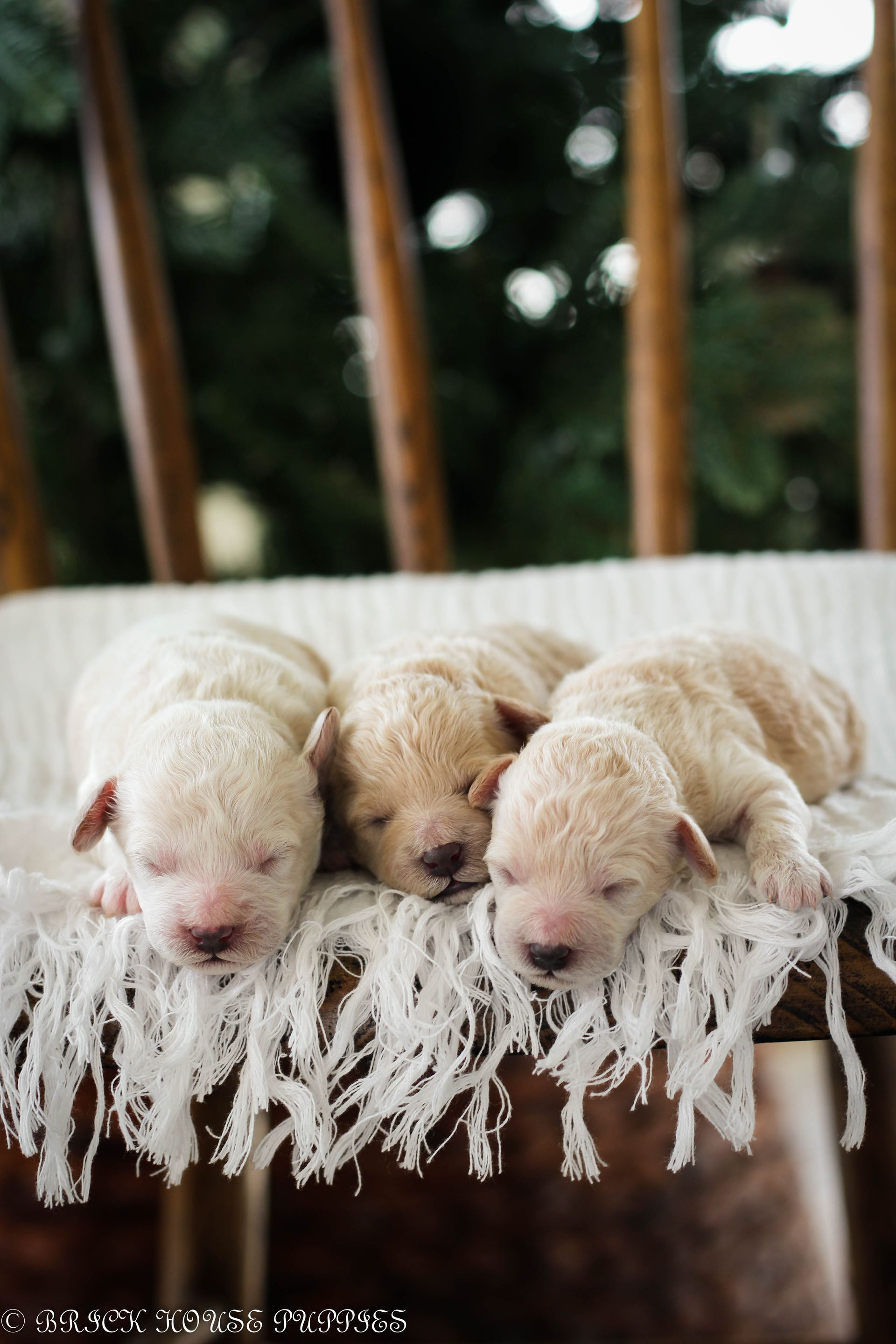 Poochon Puppies for sale, poochon puppies, bichpoo puppies, teddybear puppies for sale, teddybear puppies, teddybear puppy breeder, poochon breeder, puppies for sale
