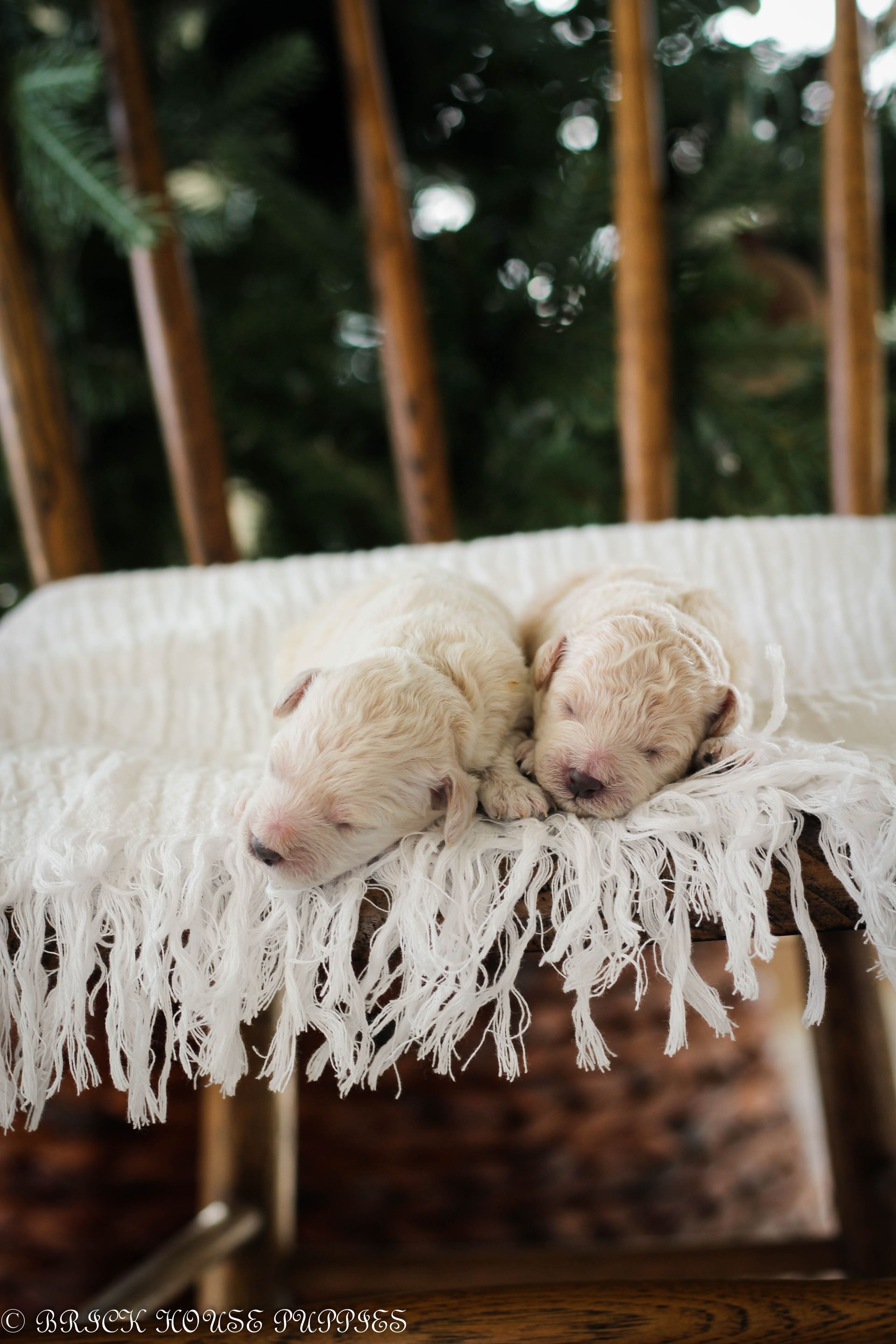 poochon puppies for sale, poochon puppies, poochon breeder, bichpoo puppies for sale, bichpoo breeder, bichon poodle puppies for sale, bichon poodle puppies, bichon poodle puppy, bichonpoo puppies for sale, bichon poodle breeder, teddybear puppies for sale, teddybear puppies, teddybear puppy breeder