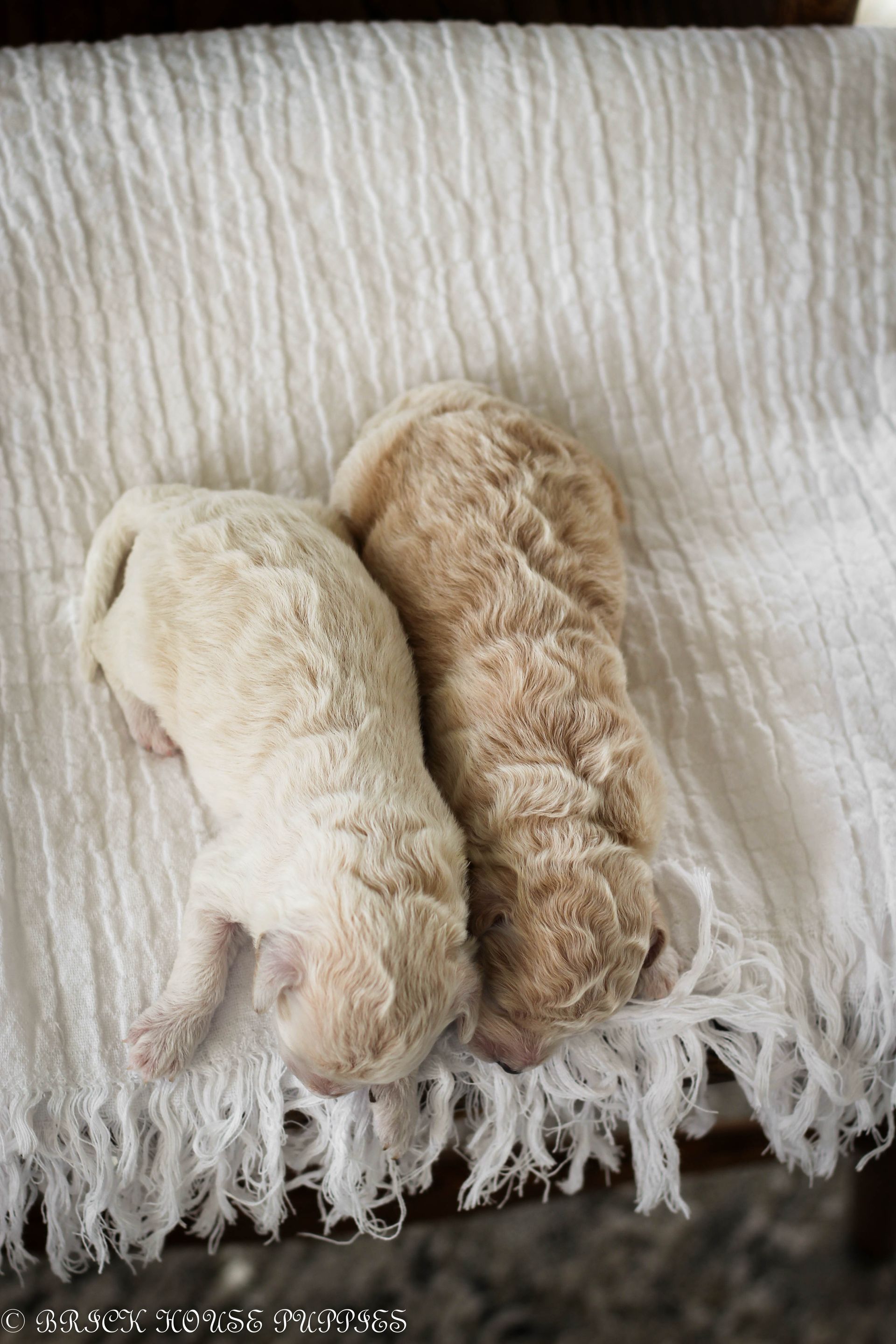 Poochon Puppies for sale, poochon puppies, bichpoo puppies, teddybear puppies for sale, teddybear puppies, teddybear puppy breeder, poochon breeder, puppies for sale