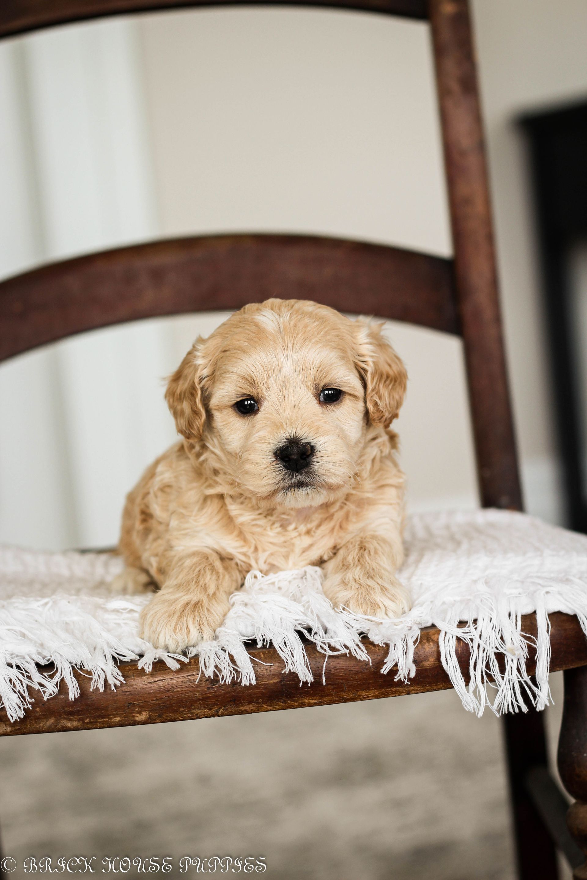 maltipoo puppies for sale, maltipoo puppies, maltese poodle, maltipoo, teddybear puppies for sale, teddybear puppies, puppies for sale, maltipoo breeder, multipoo puppies, multipooh, breeder of ,maltipoo puppies, multipoo puppies for sale, multipoo puppies, multipoo, multipoo breeder