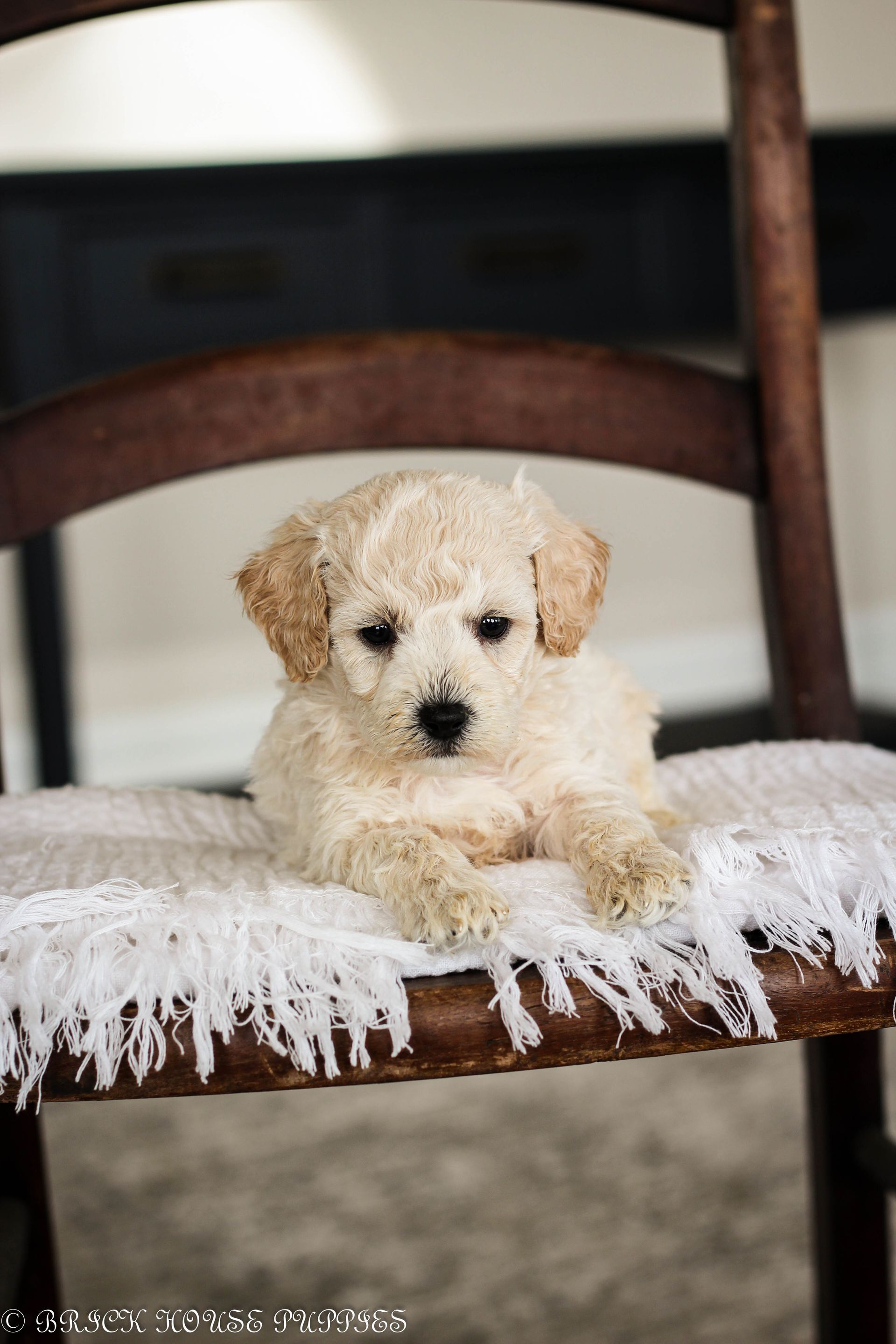 Poochon Puppies for sale, poochon puppies, bichpoo puppies, teddybear puppies for sale, teddybear puppies, teddybear puppy breeder, poochon breeder, puppies for sale