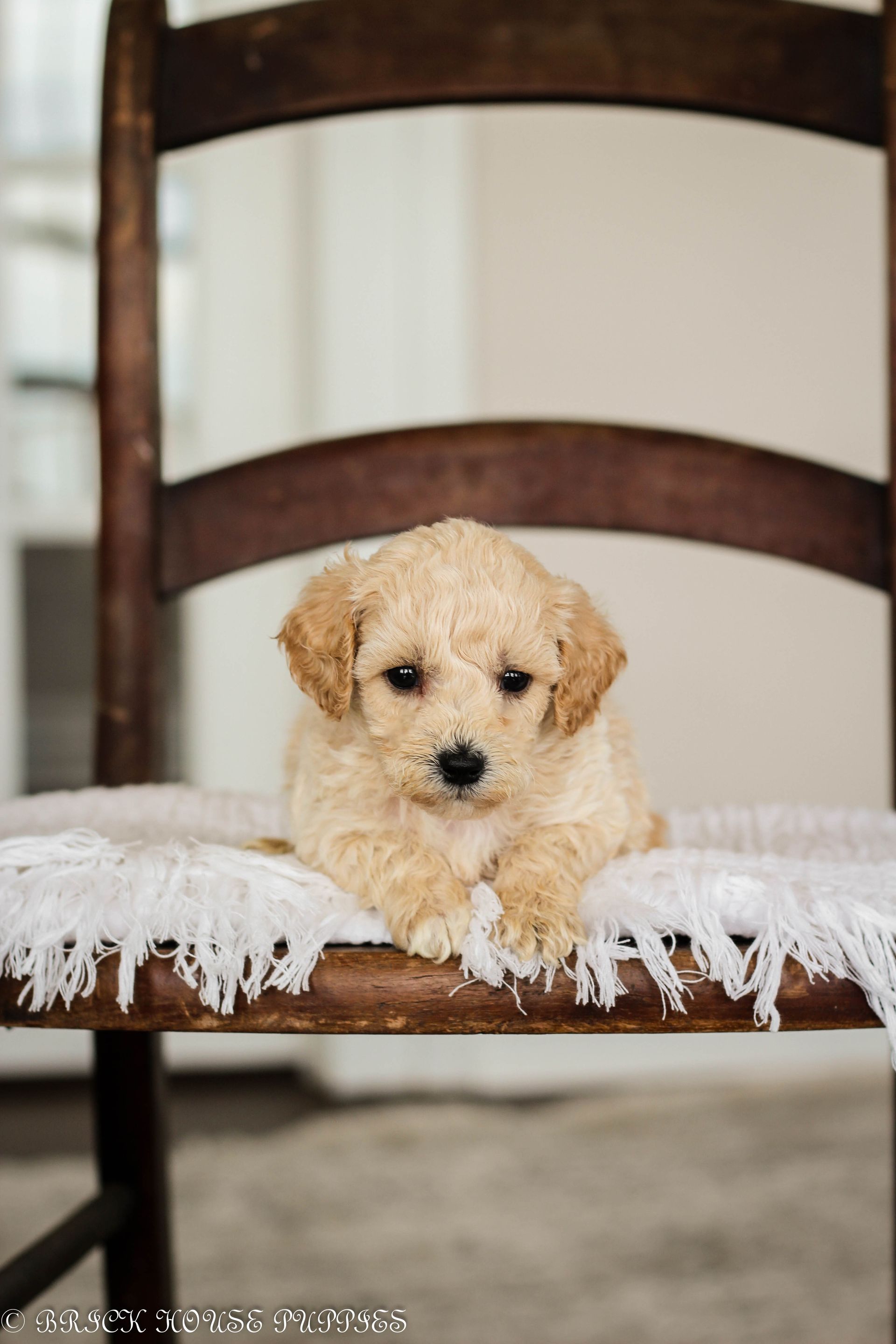 Poochon Puppies for sale, poochon puppies, bichpoo puppies, teddybear puppies for sale, teddybear puppies, teddybear puppy breeder, poochon breeder, puppies for sale