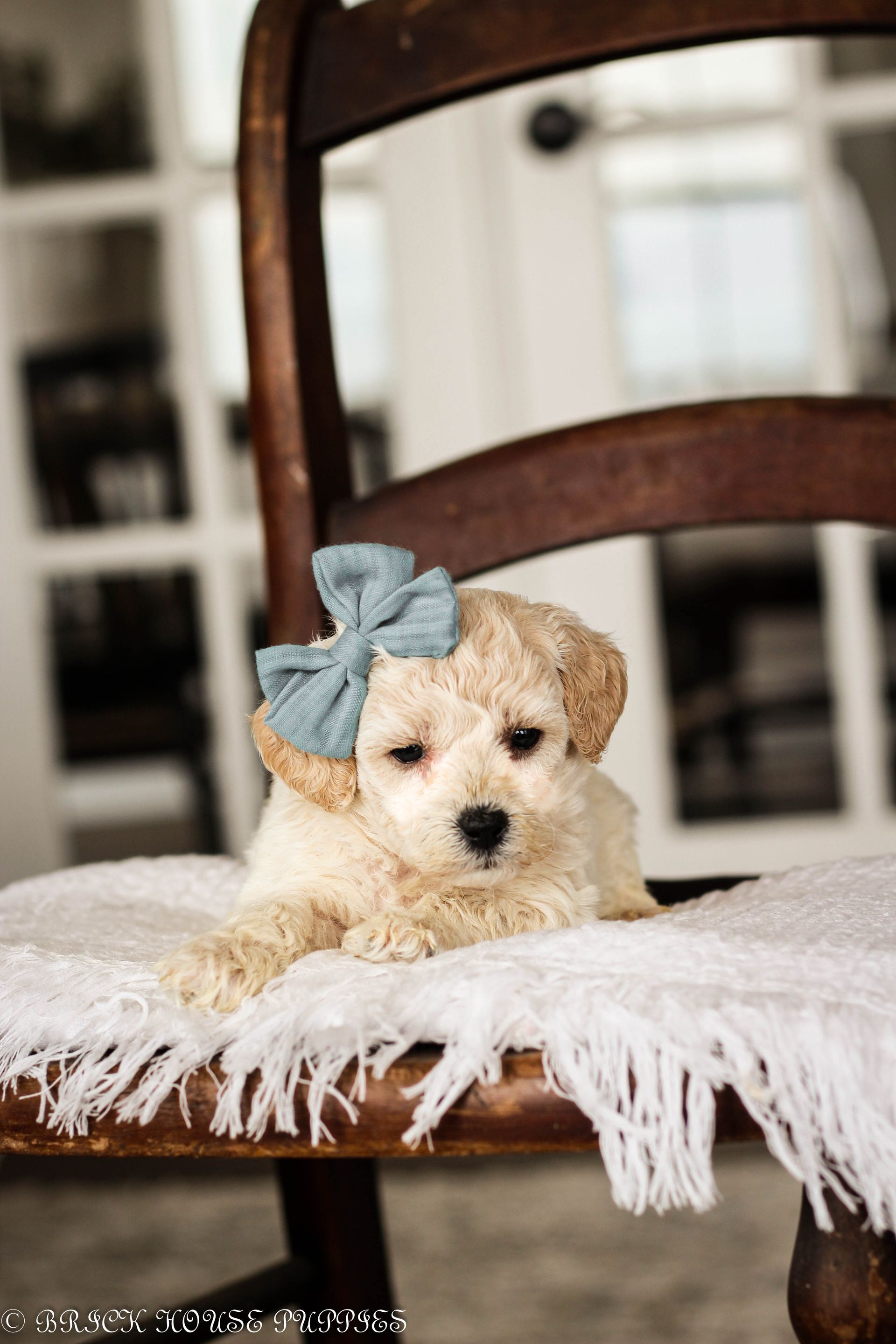 poochon puppies for sale, poochon puppies, poochon breeder, bichpoo puppies for sale, bichpoo breeder, bichon poodle puppies for sale, bichon poodle puppies, bichon poodle puppy, bichonpoo puppies for sale, bichon poodle breeder, teddybear puppies for sale, teddybear puppies, teddybear puppy breeder