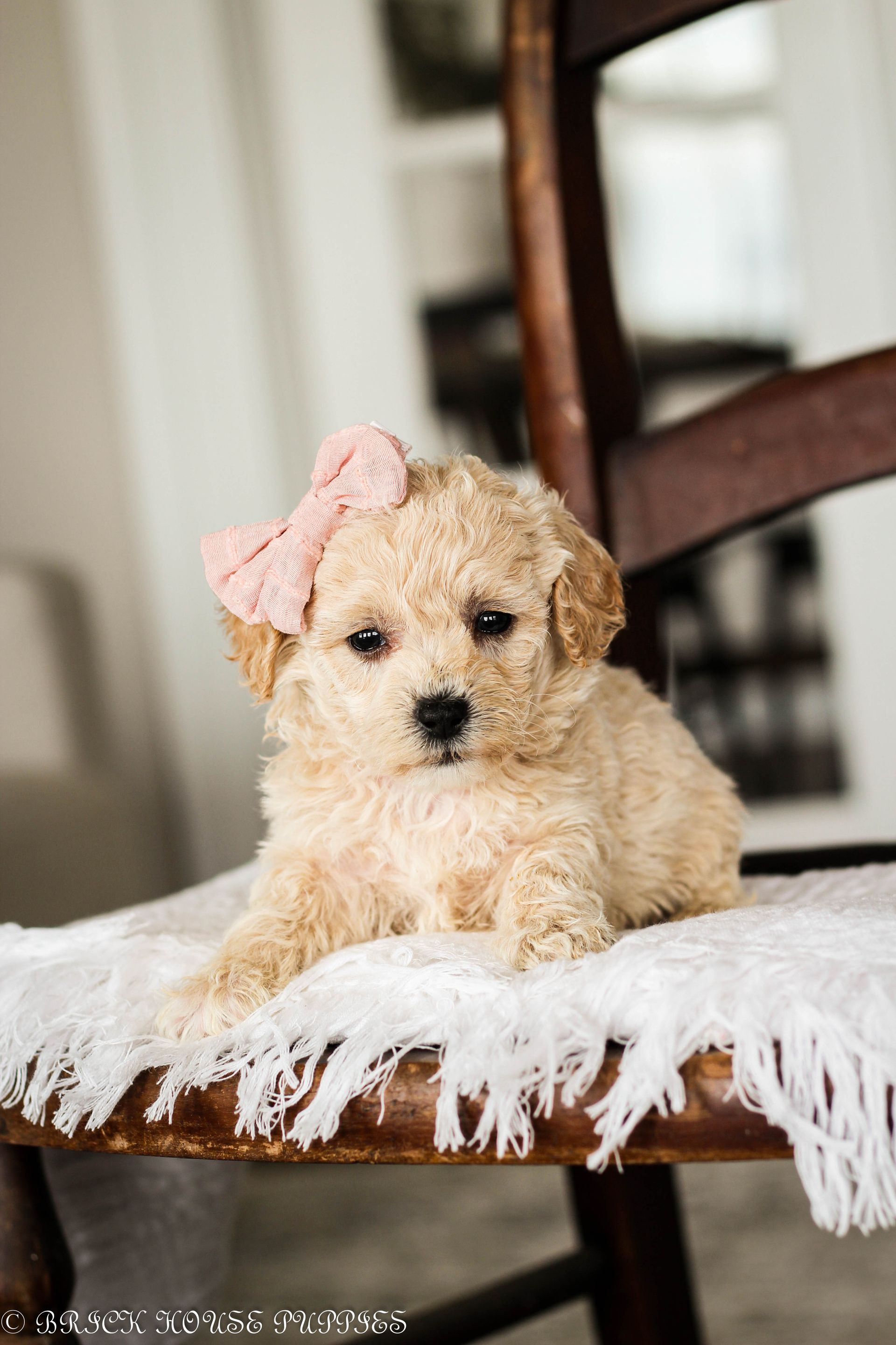 Poochon Puppies for sale, poochon puppies, bichpoo puppies, teddybear puppies for sale, teddybear puppies, teddybear puppy breeder, poochon breeder, puppies for sale