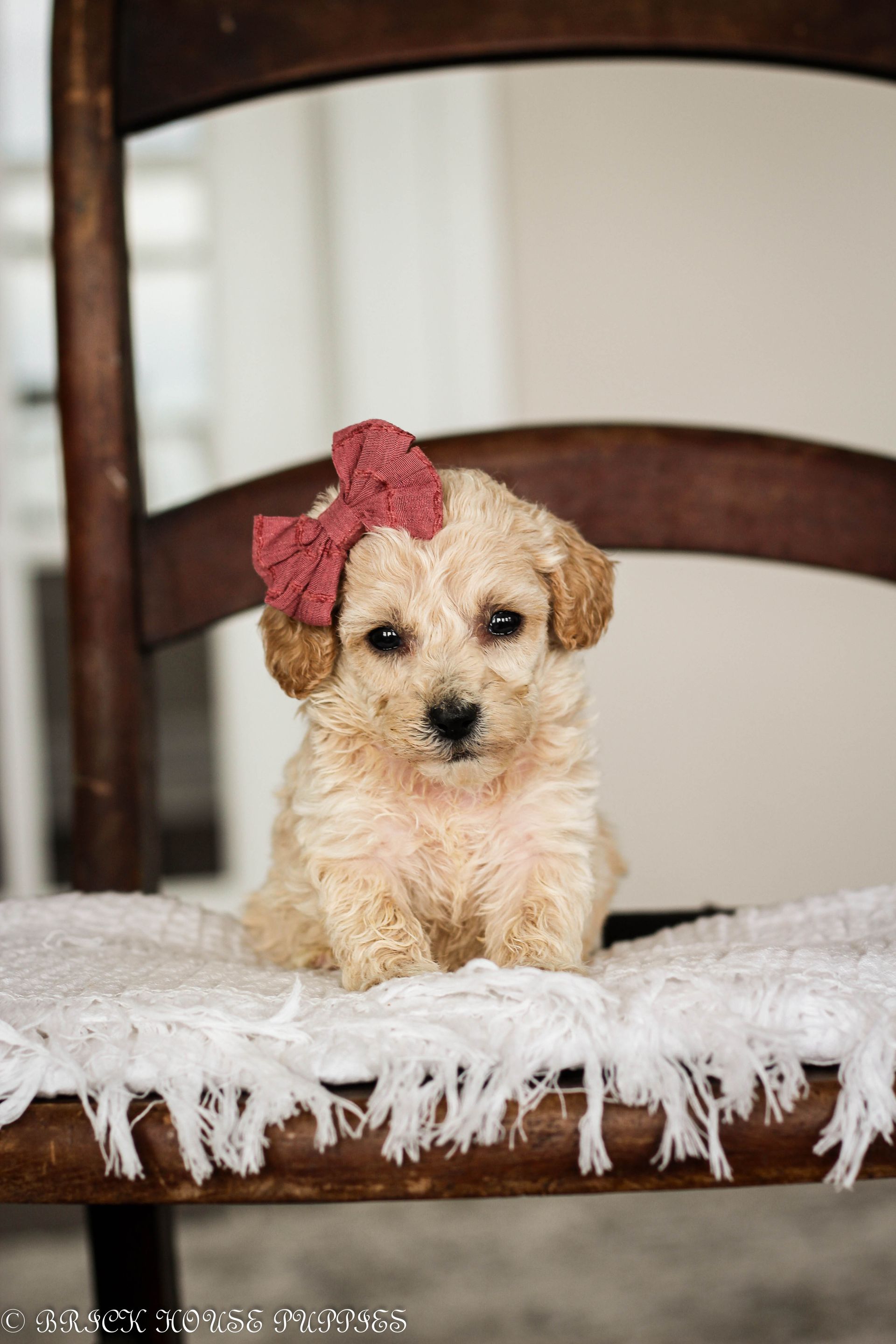 Poochon Puppies for sale, poochon puppies, bichpoo puppies, teddybear puppies for sale, teddybear puppies, teddybear puppy breeder, poochon breeder, puppies for sale