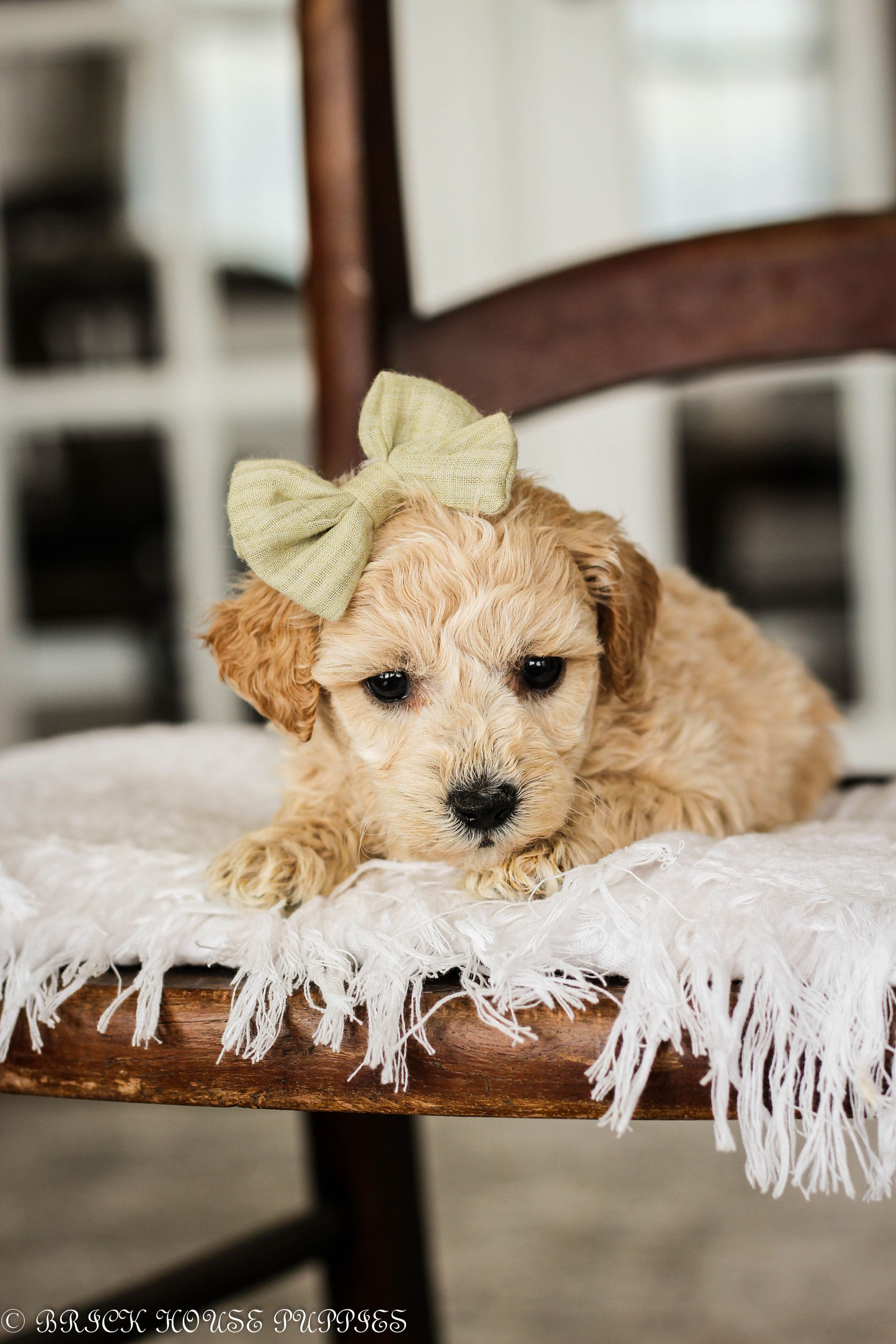 poochon puppies for sale, poochon puppies, poochon breeder, bichpoo puppies for sale, bichpoo breeder, bichon poodle puppies for sale, bichon poodle puppies, bichon poodle puppy, bichonpoo puppies for sale, bichon poodle breeder, teddybear puppies for sale, teddybear puppies, teddybear puppy breeder