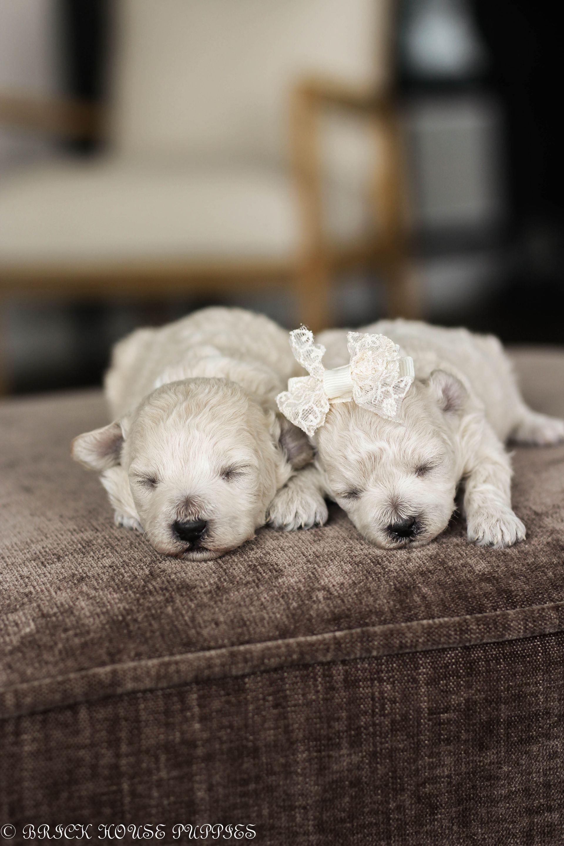 Poochon Puppies for sale, poochon puppies, bichpoo puppies, teddybear puppies for sale, teddybear puppies, teddybear puppy breeder, poochon breeder, puppies for sale