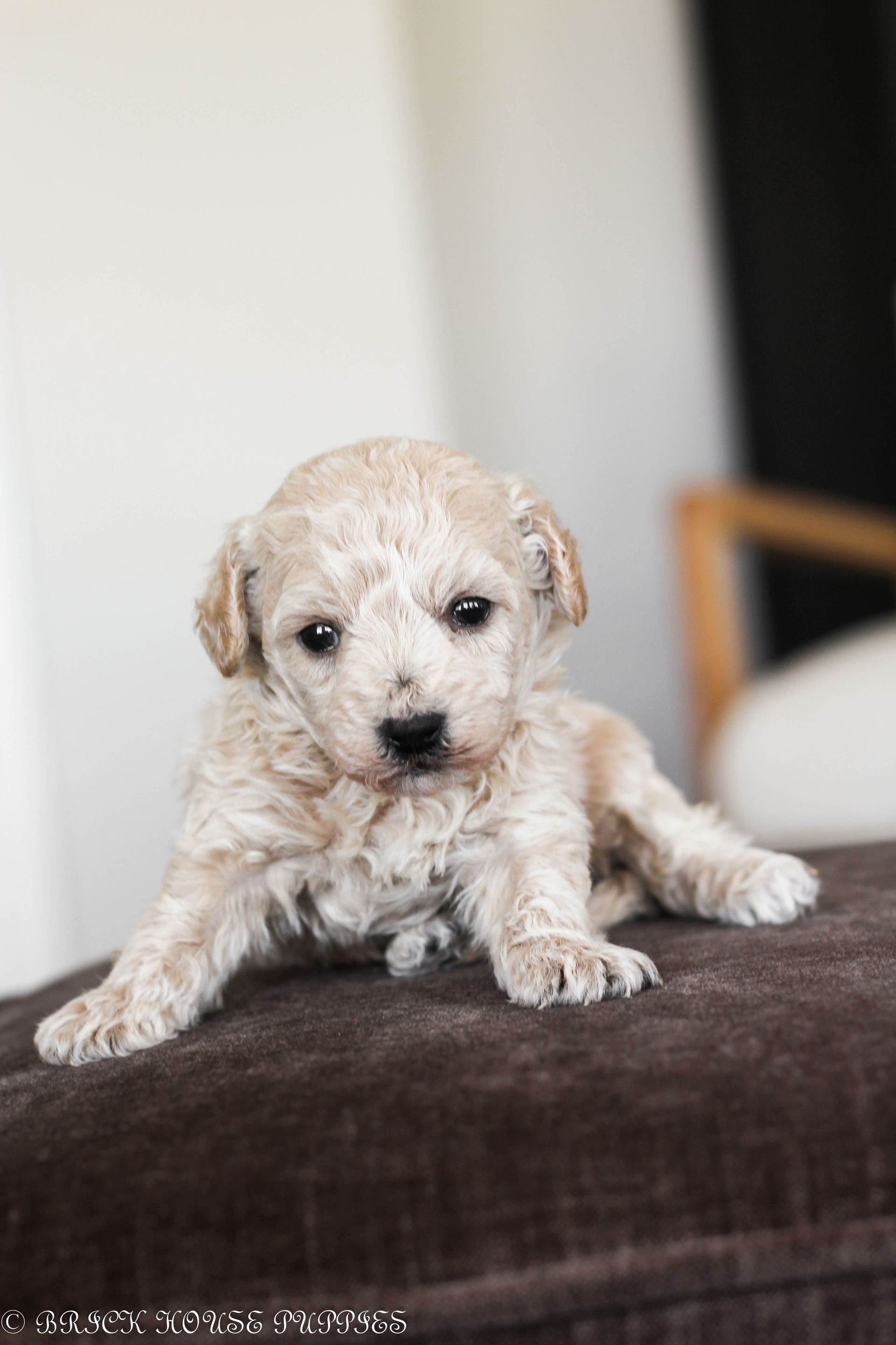 Poochon Puppies for sale, poochon puppies, bichpoo puppies, teddybear puppies for sale, teddybear puppies, teddybear puppy breeder, poochon breeder, puppies for sale