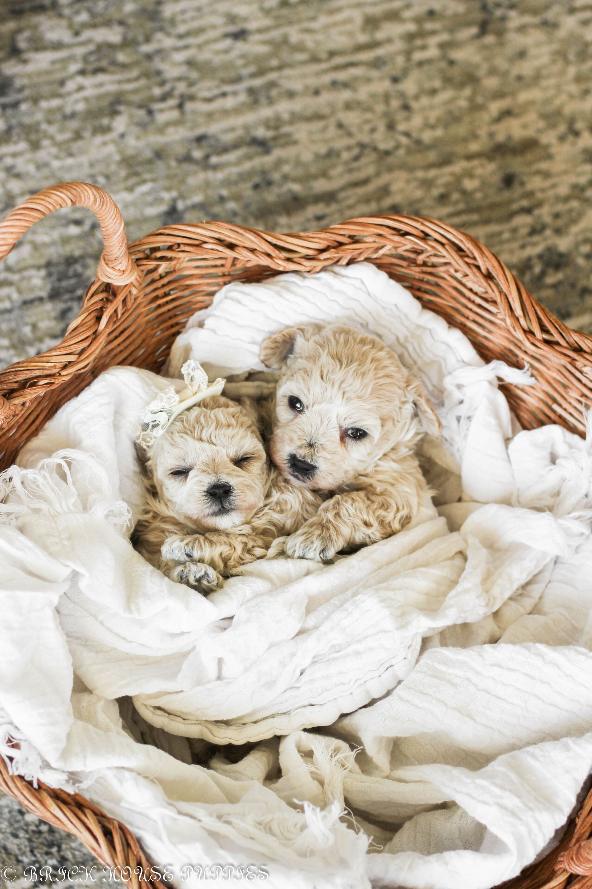Poochon Puppies for sale, poochon puppies, bichpoo puppies, teddybear puppies for sale, teddybear puppies, teddybear puppy breeder, poochon breeder, puppies for sale