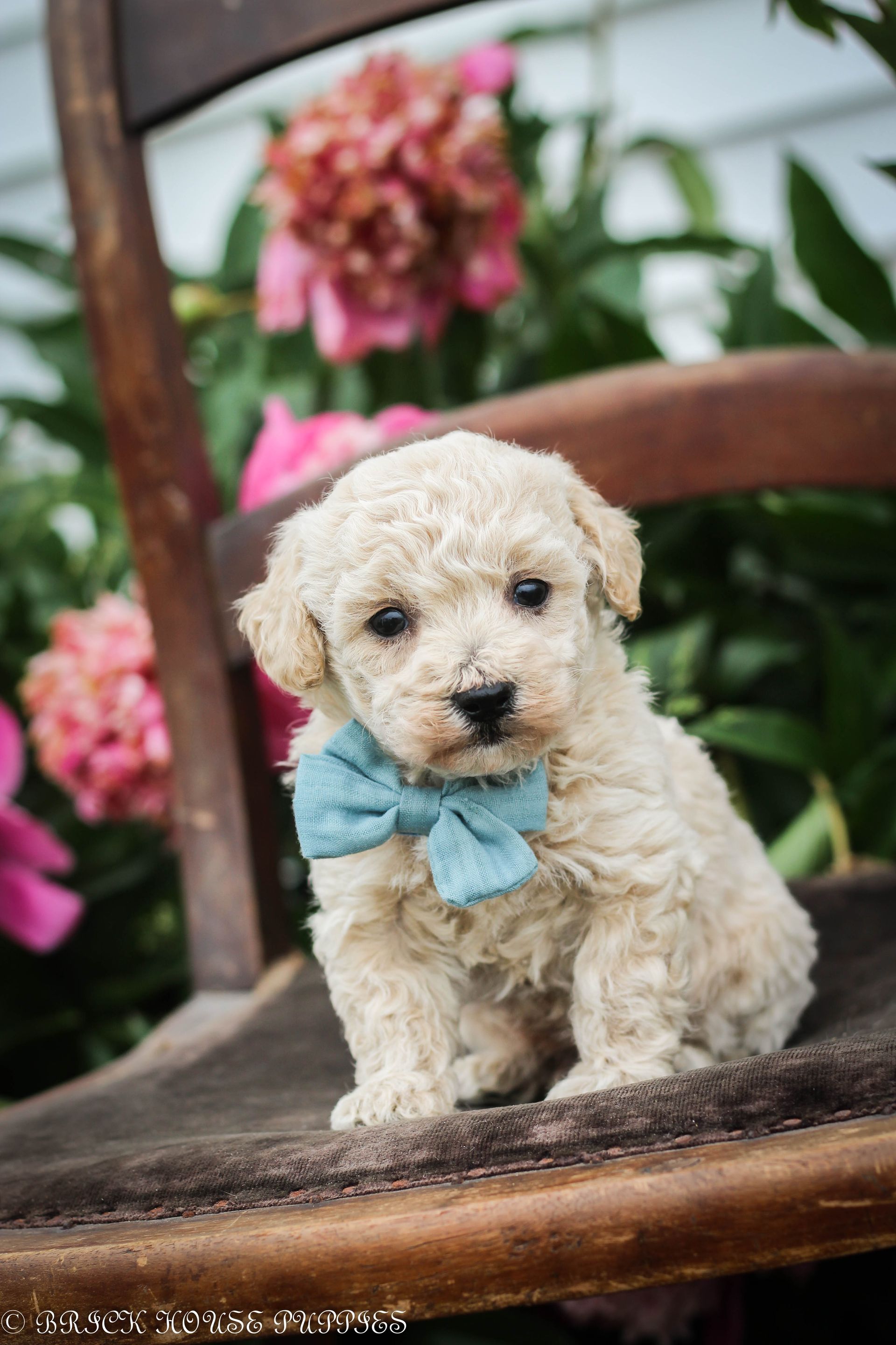Poochon Puppies for sale, poochon puppies, bichpoo puppies, teddybear puppies for sale, teddybear puppies, teddybear puppy breeder, poochon breeder, puppies for sale