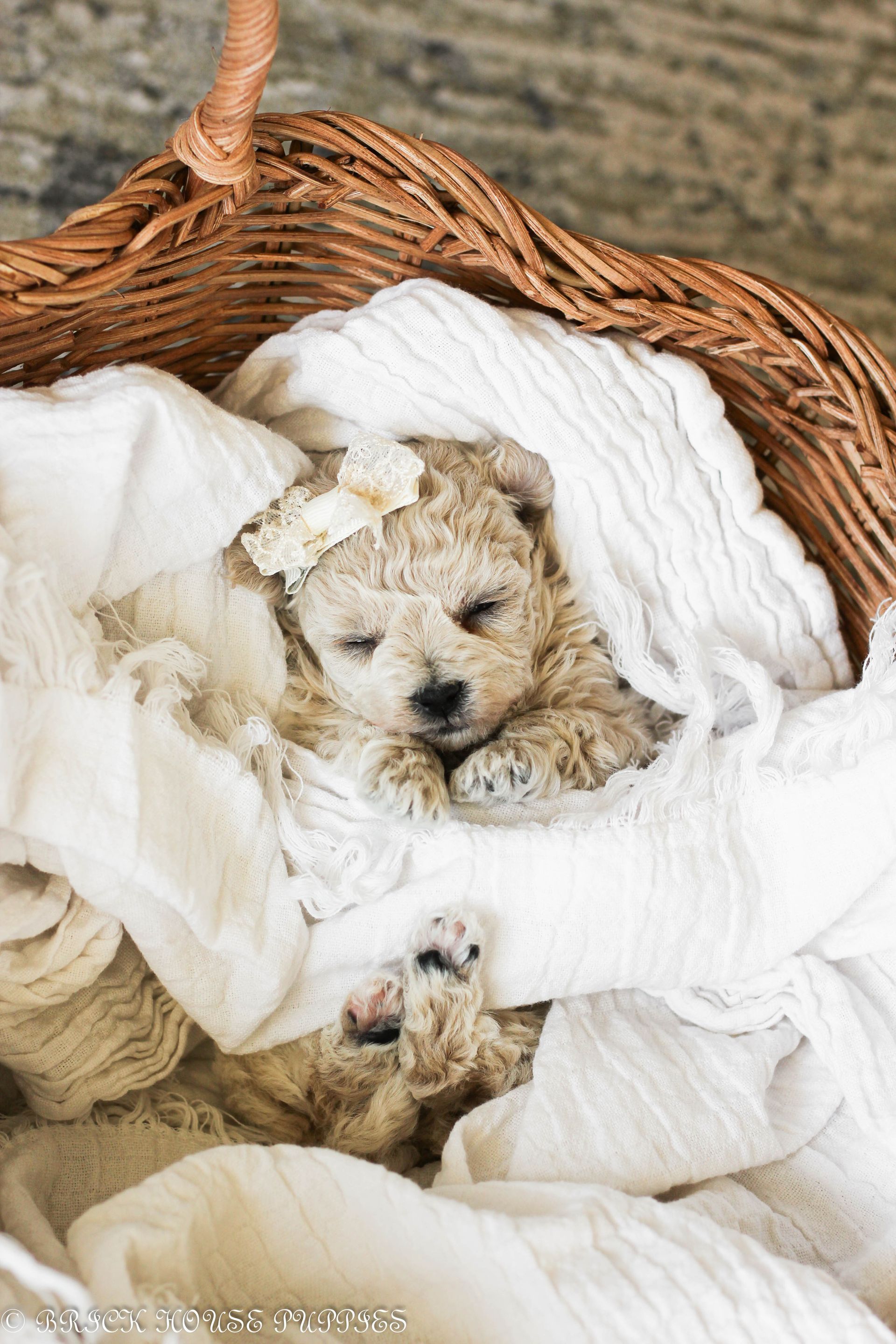 Poochon Puppies for sale, poochon puppies, bichpoo puppies, teddybear puppies for sale, teddybear puppies, teddybear puppy breeder, poochon breeder, puppies for sale